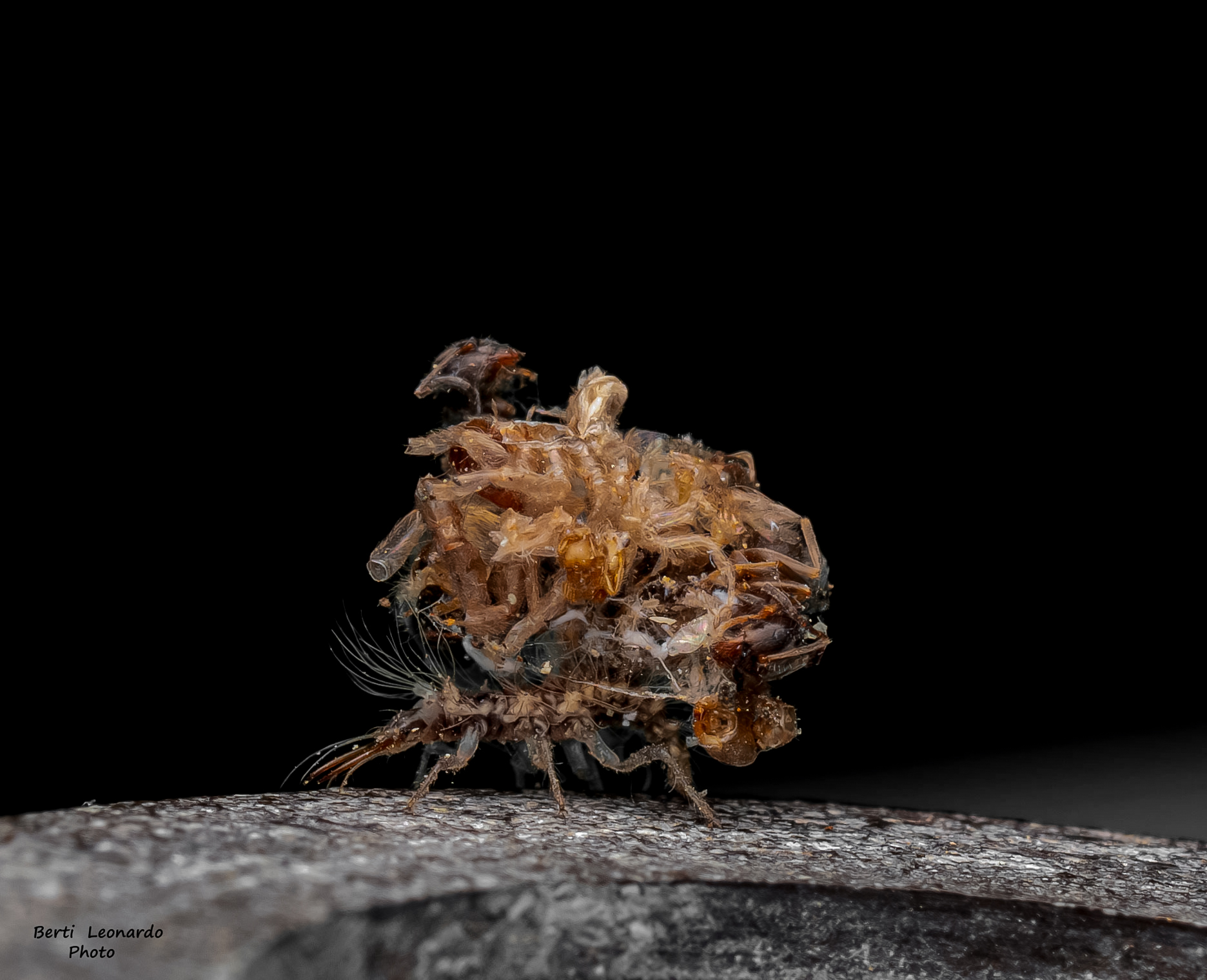 larva di chrysopidae