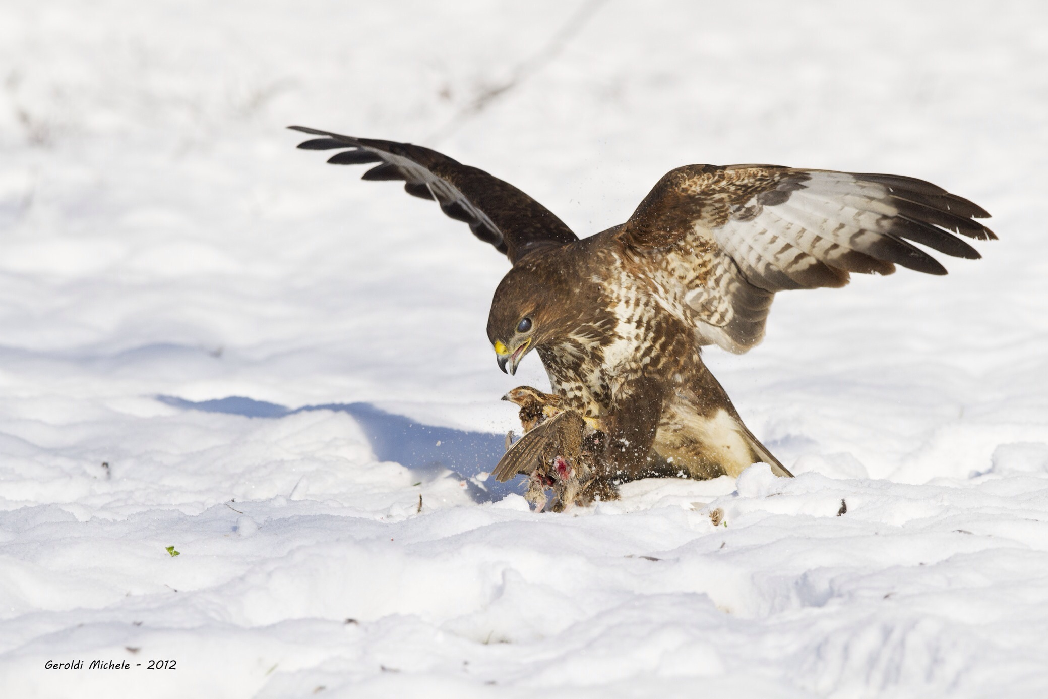 Buzzard with Prey