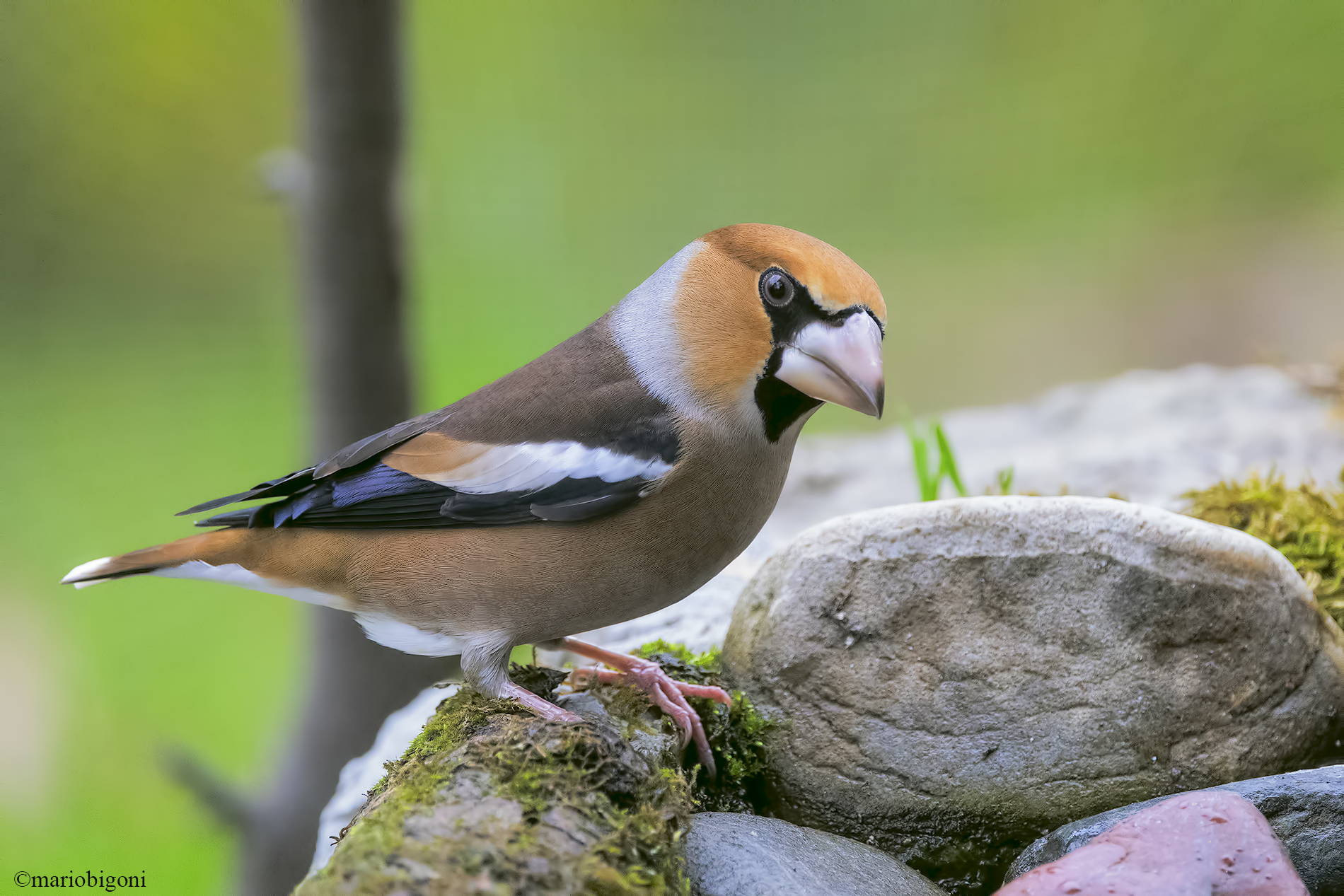 Hawfinch