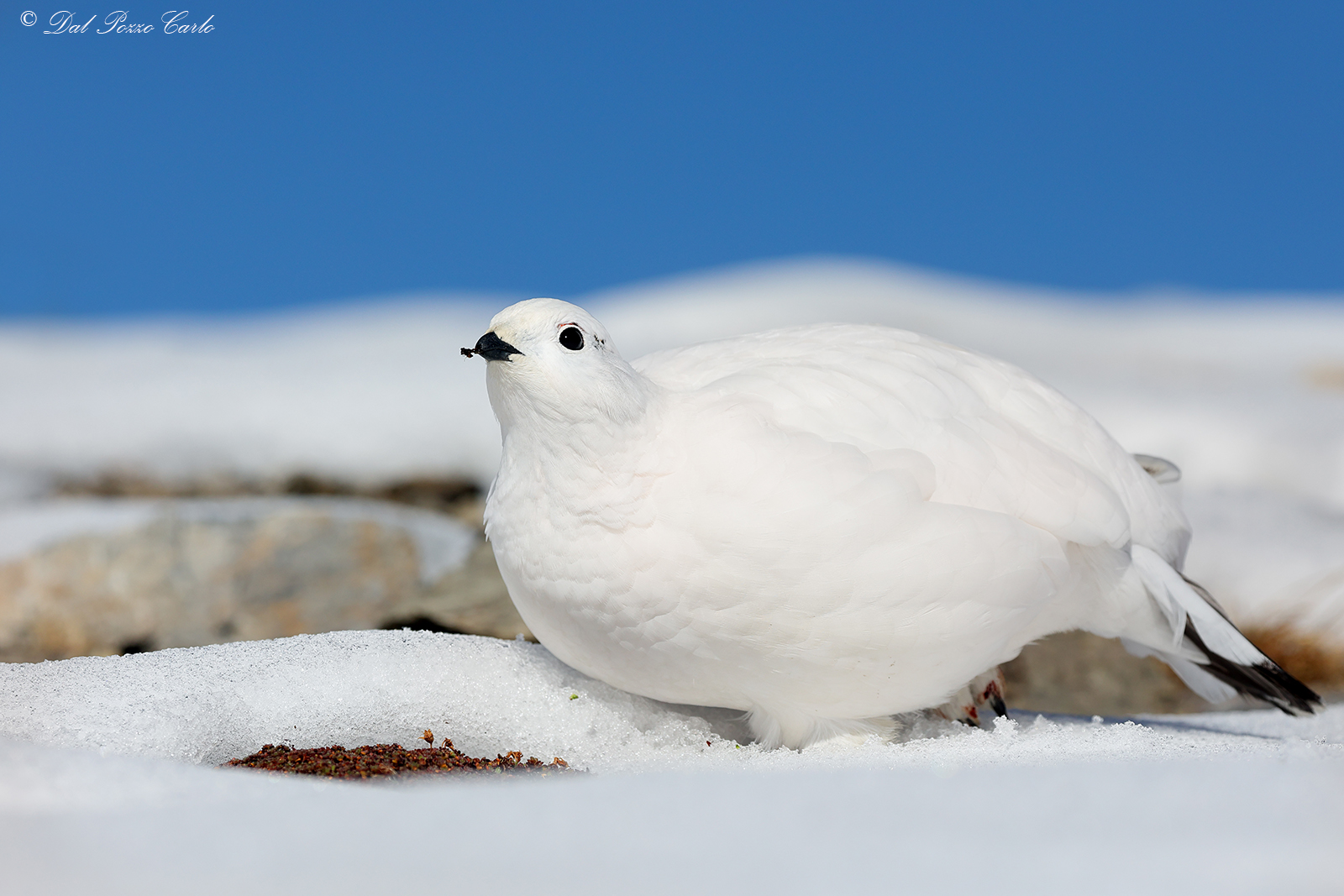 The white in feeding
