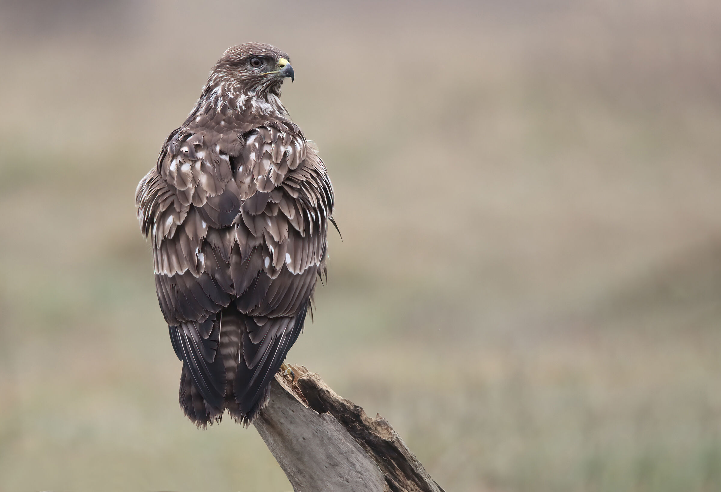 Buzzard