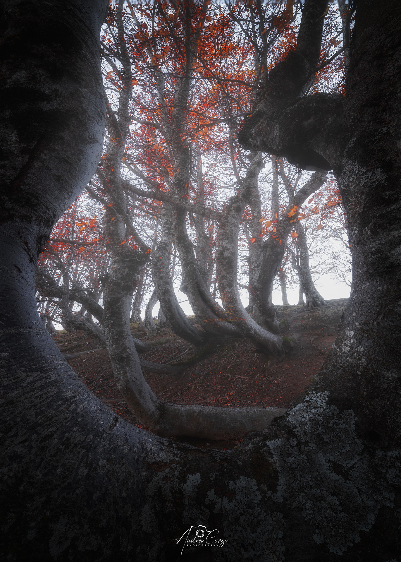 The twisted beech trees of Ceppo