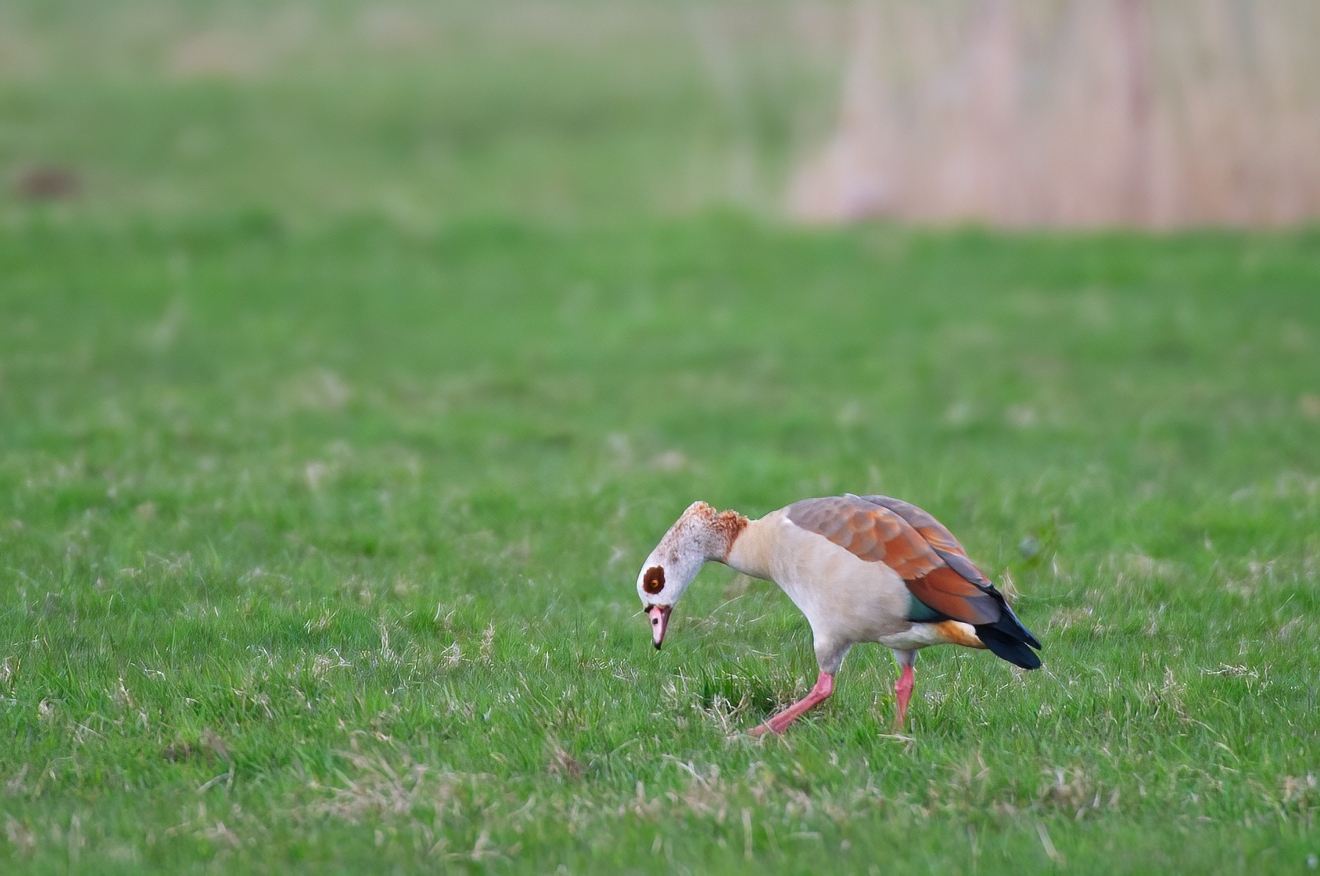 Egyptian goose