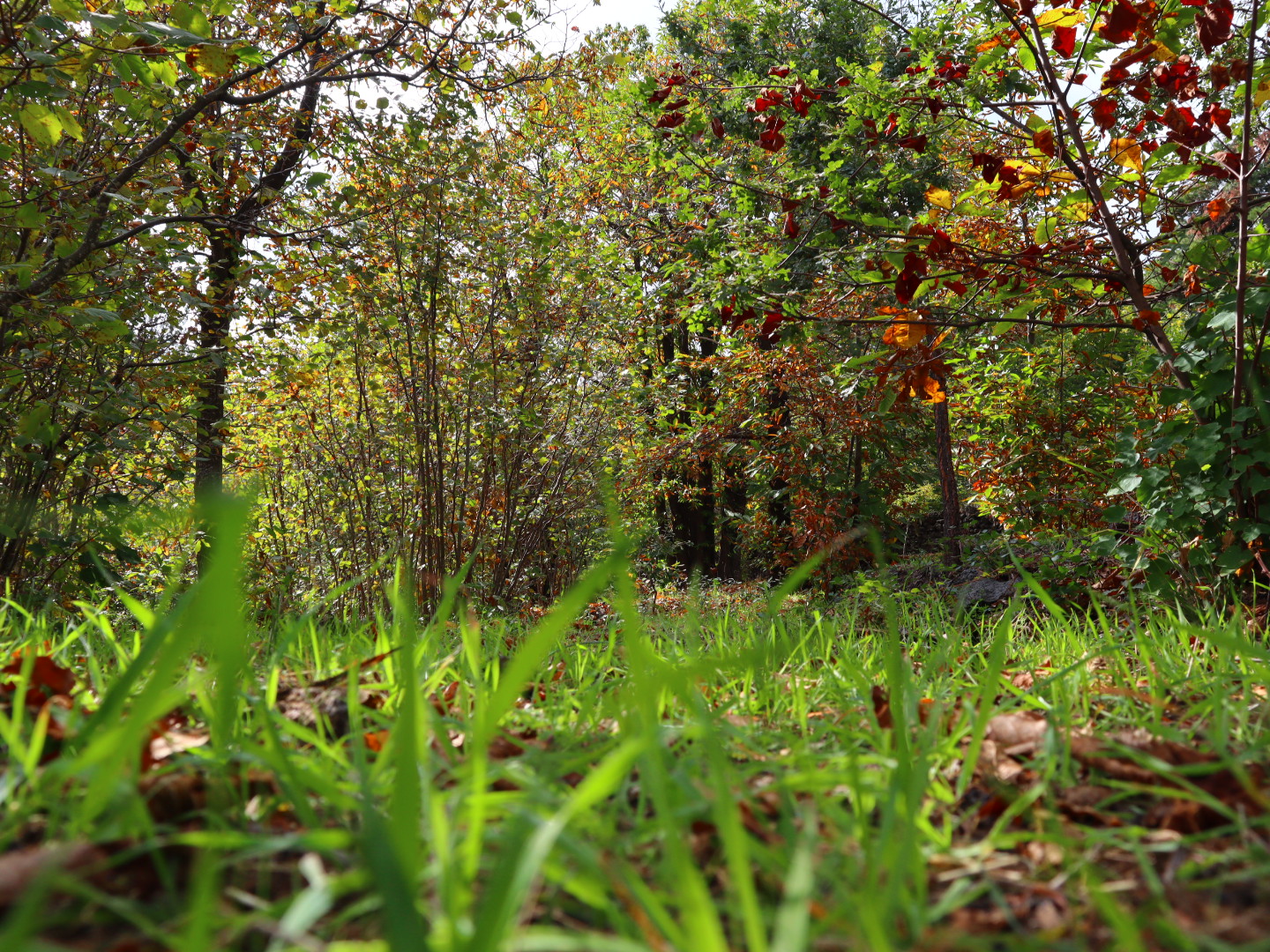 In the green