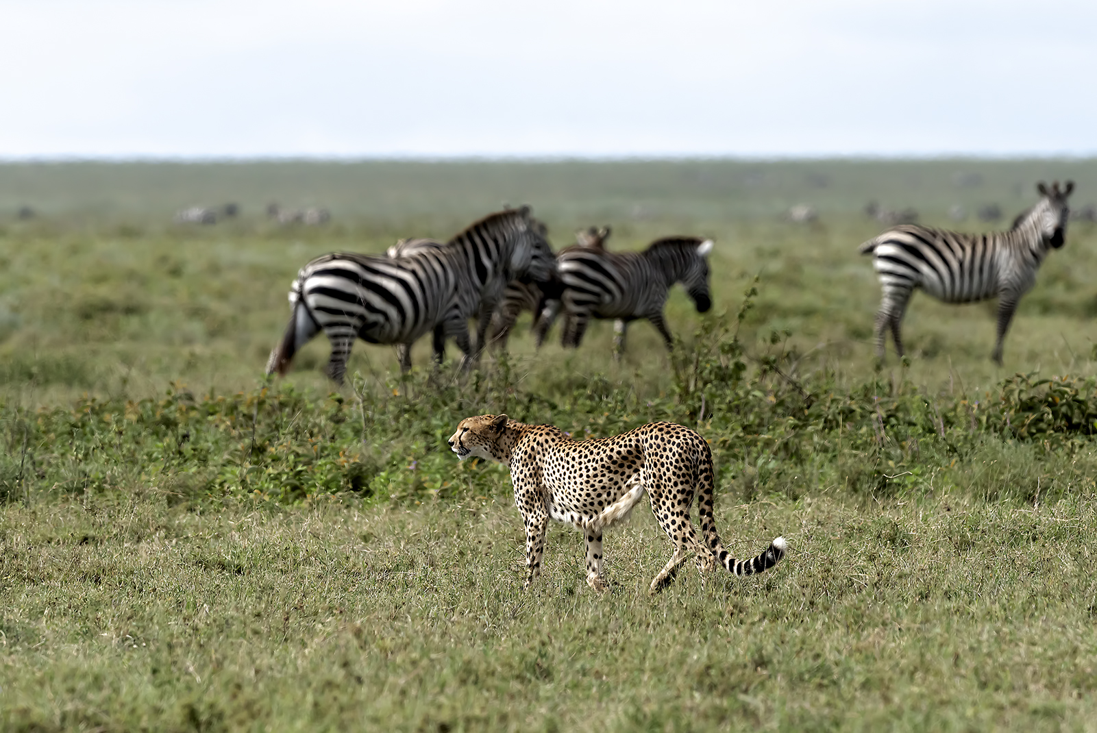 Ghepardo - Serengeti