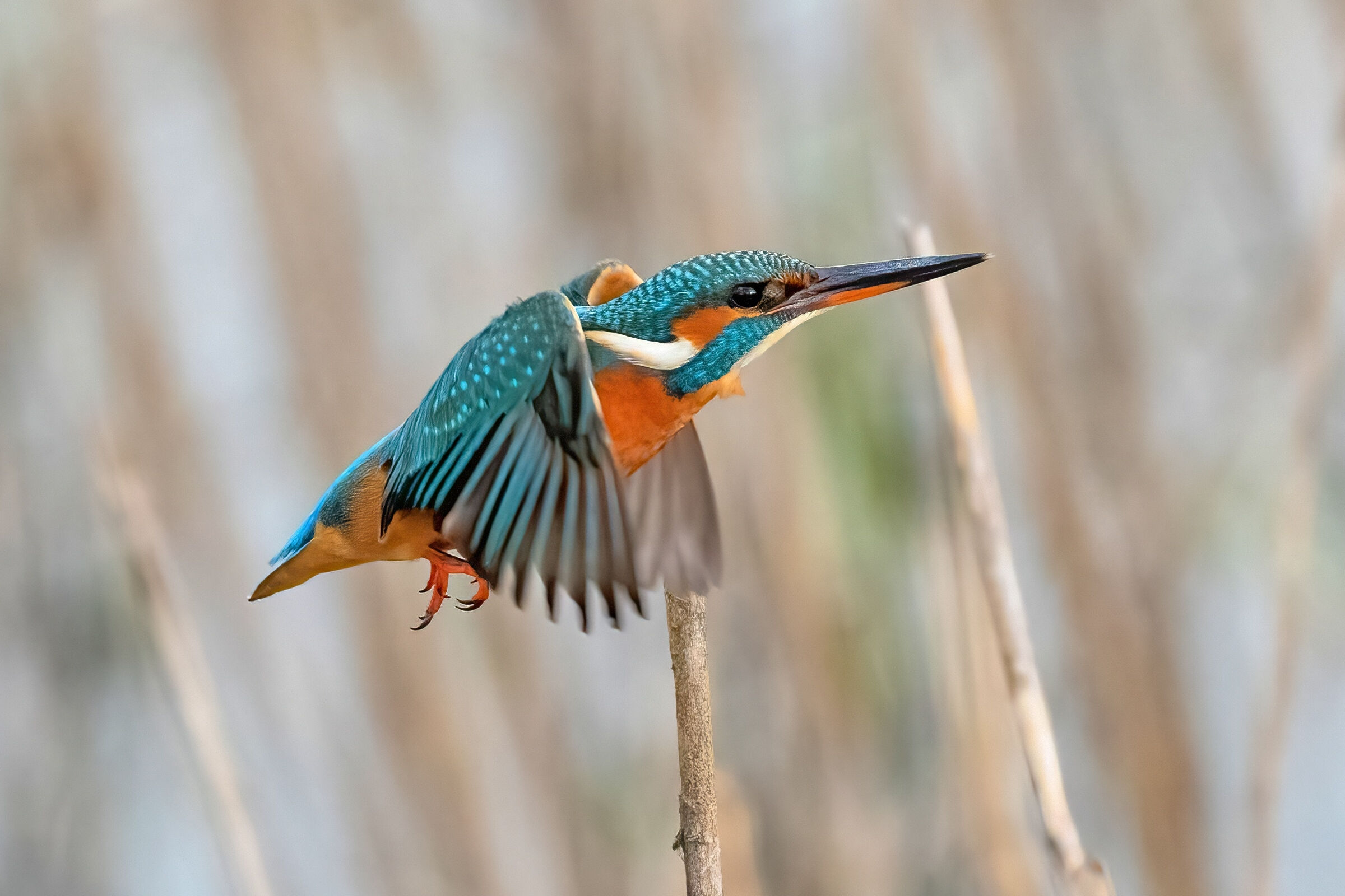 Kingfisher