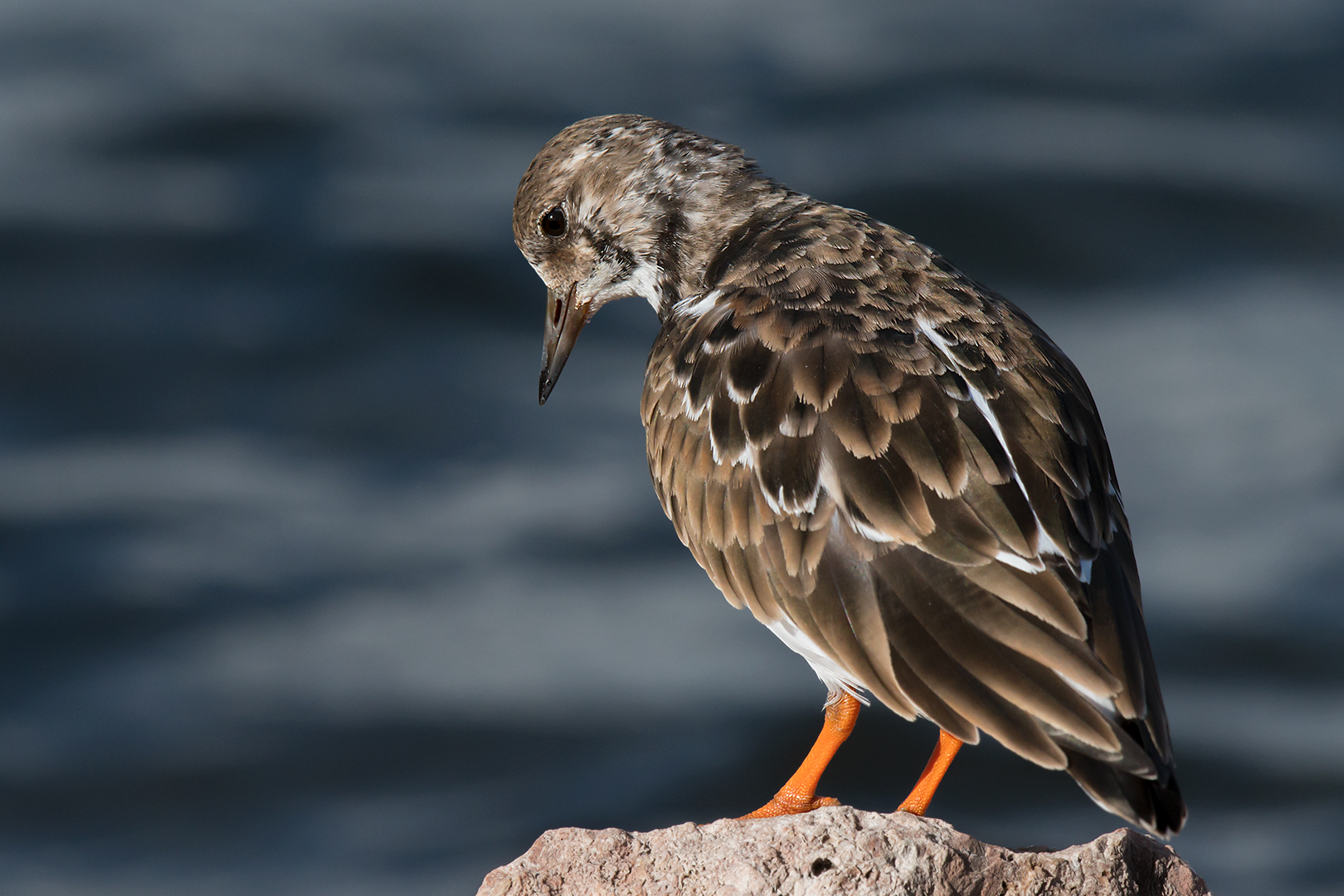 Voltapietre - controllando in basso