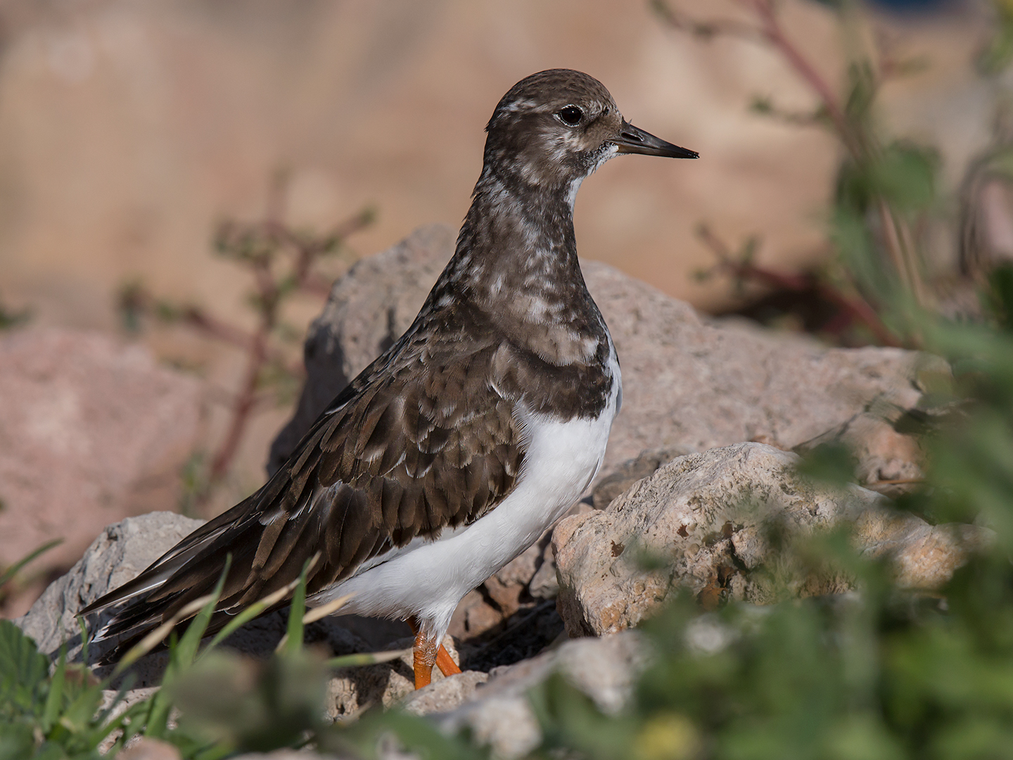 Voltapietre - guardando lontano