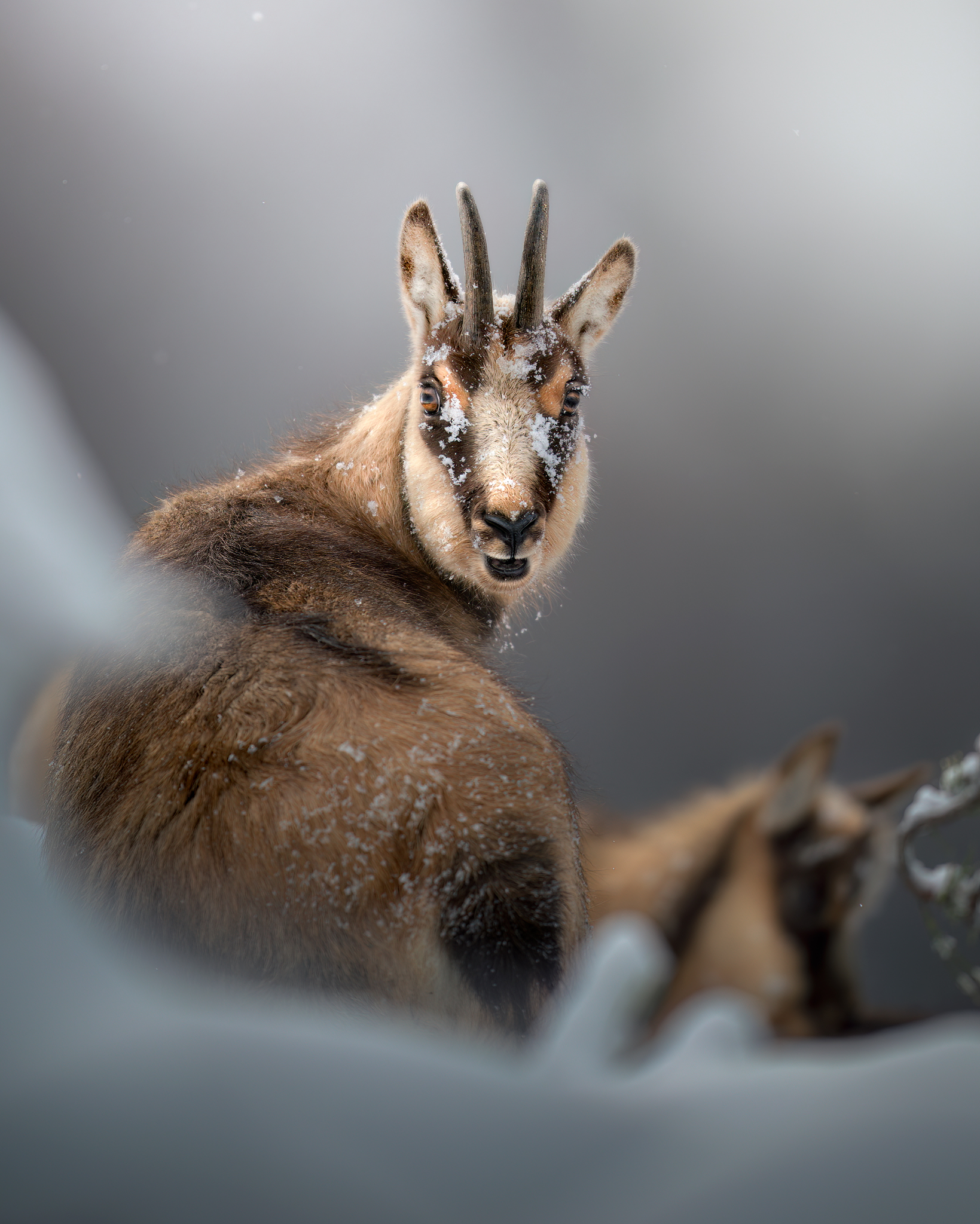 The chamois in the snow