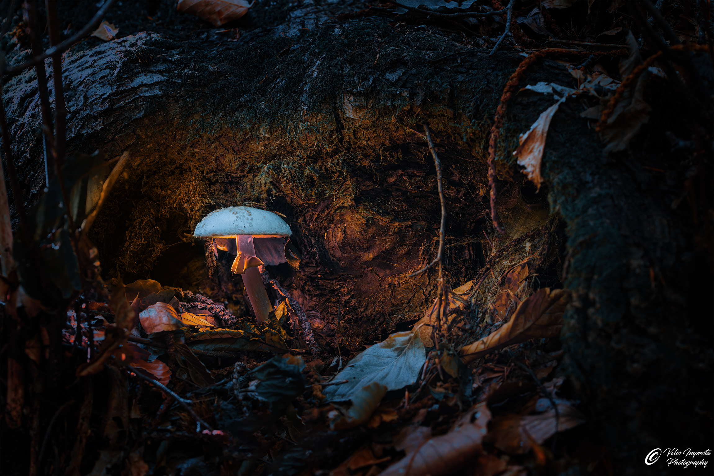 Shiny under the roots