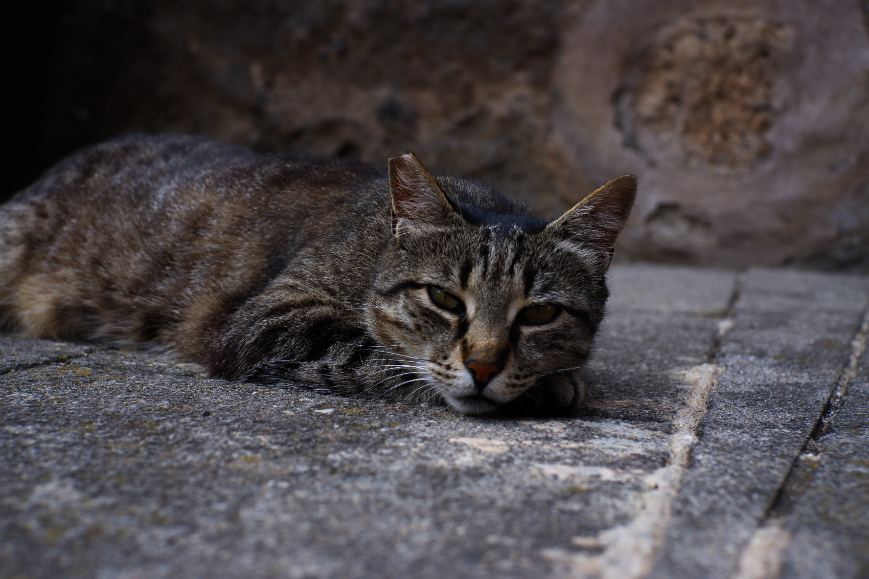Street cat