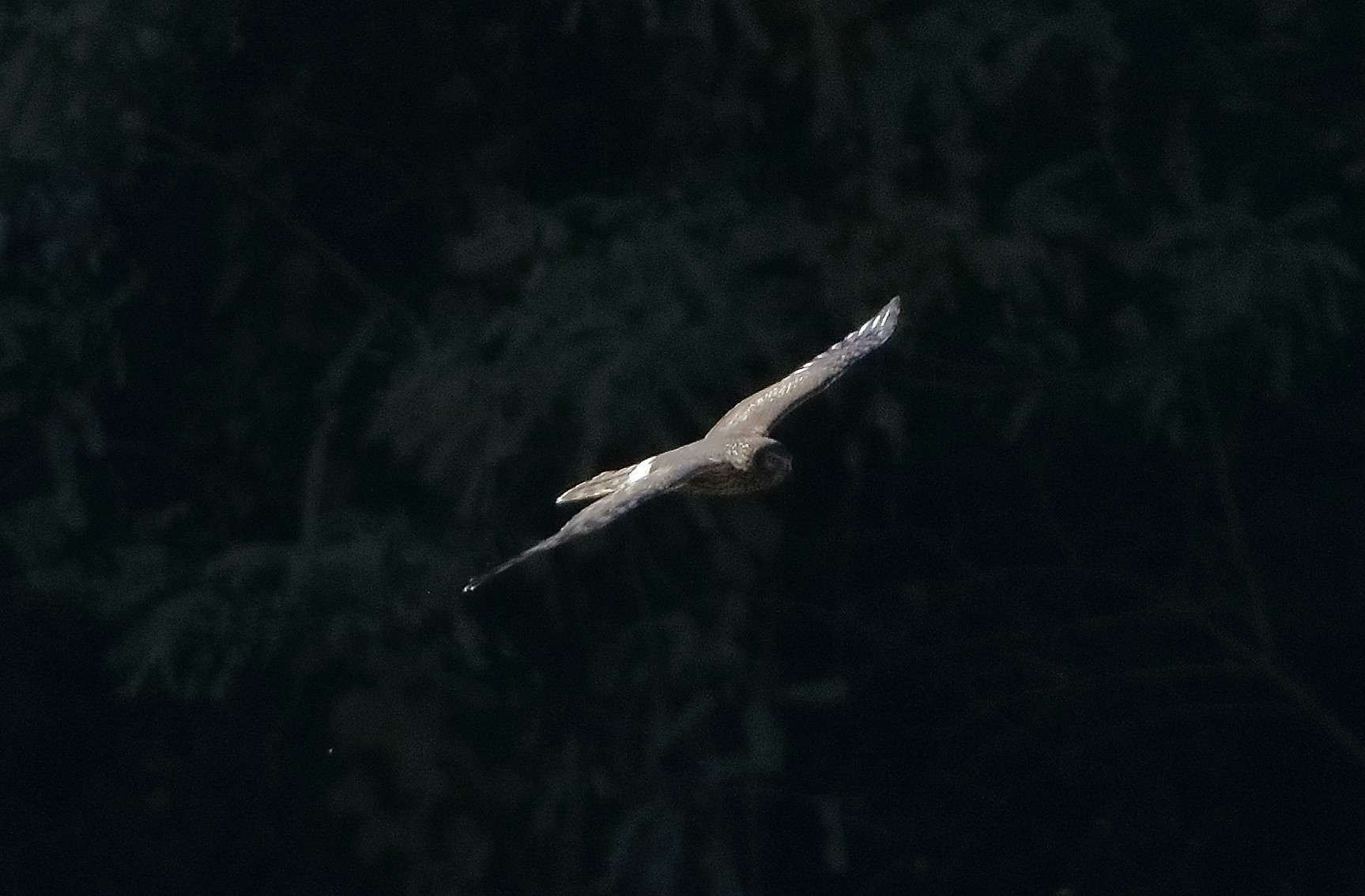 Albanella reale novembre 2023