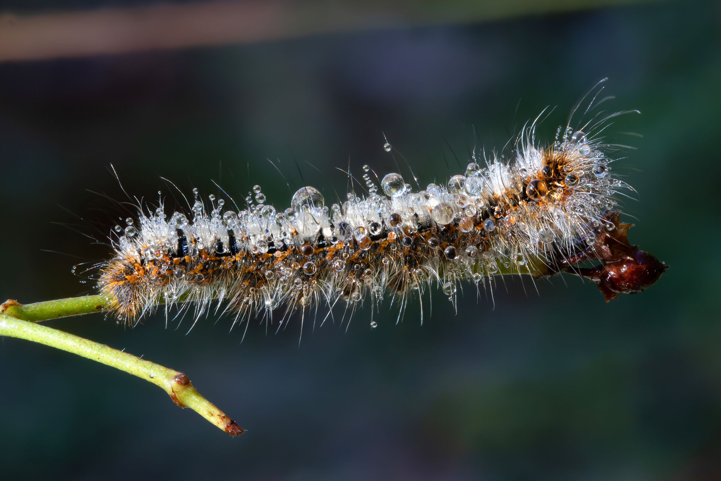 The caterpillar that had no patience