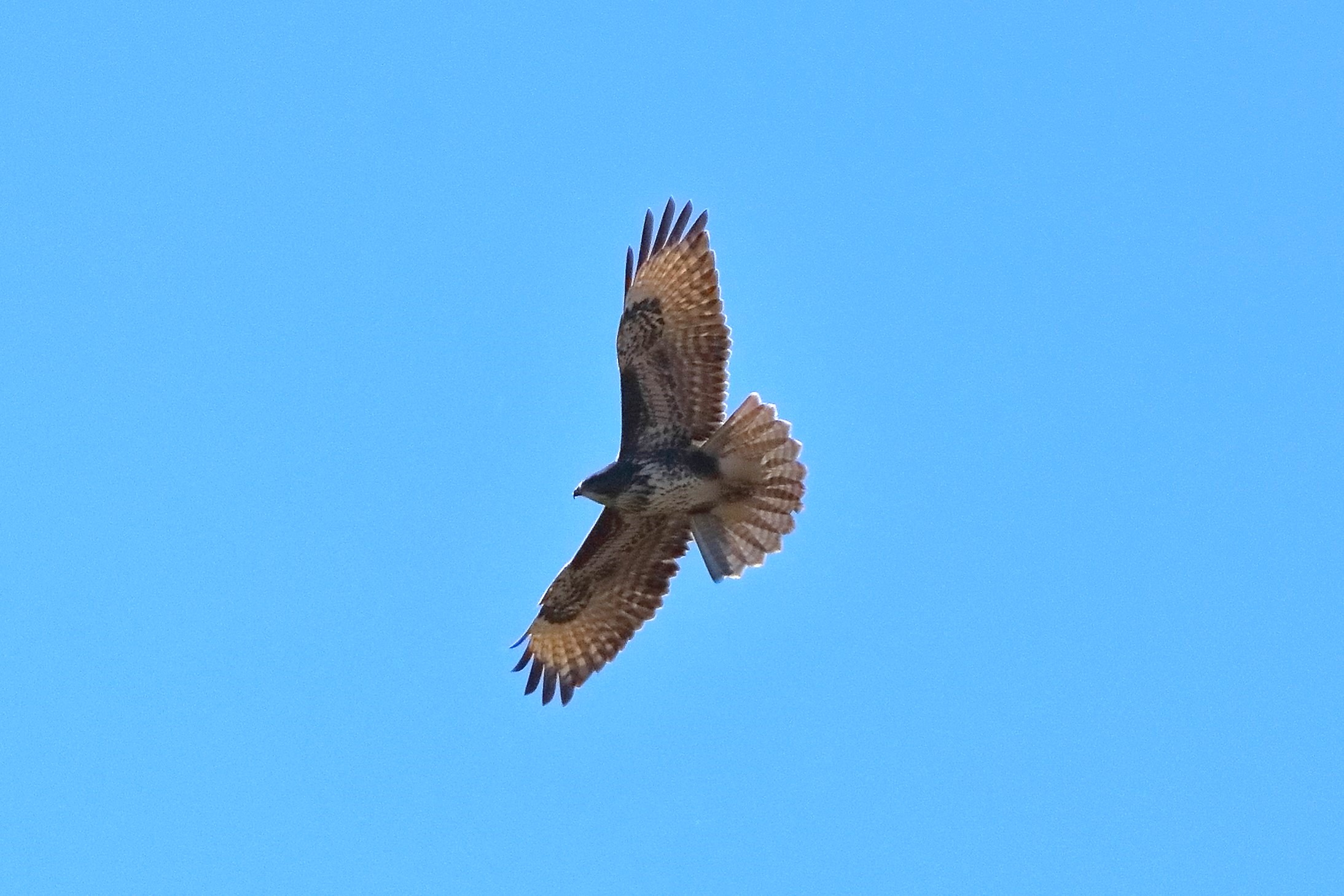 Poiana novembre 2023