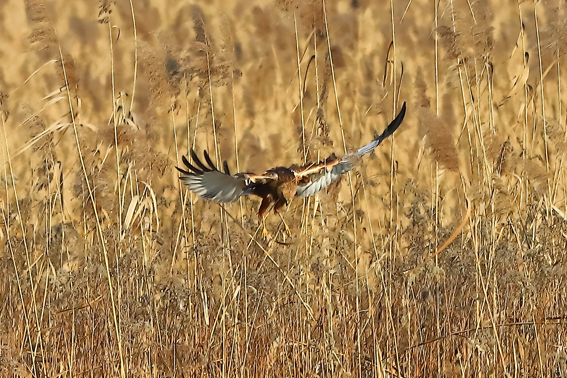 Marsh Harrier January 21, 2022