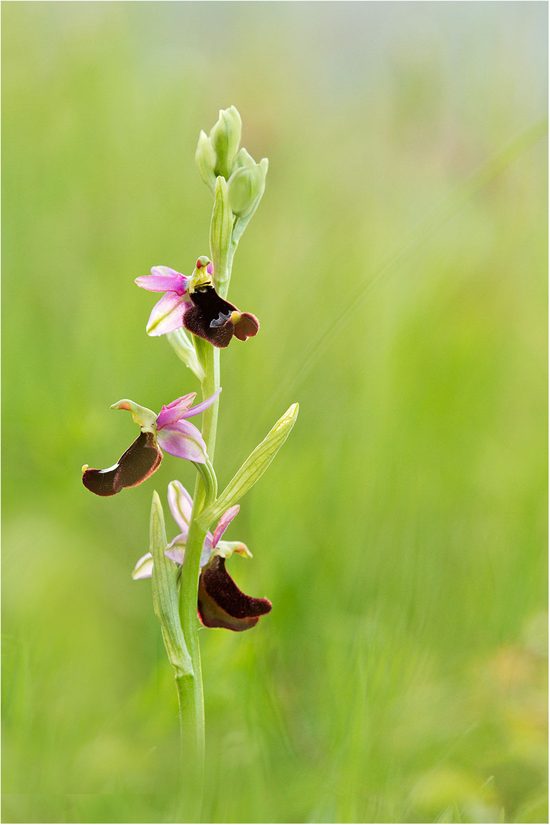 Ophrys bertolonii