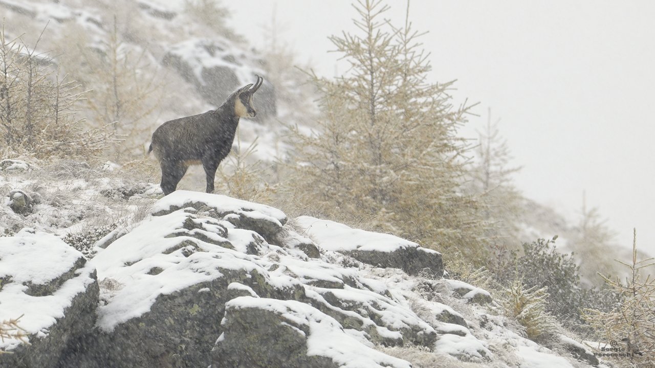 Nevicata in quota con ciliegina sulla torta