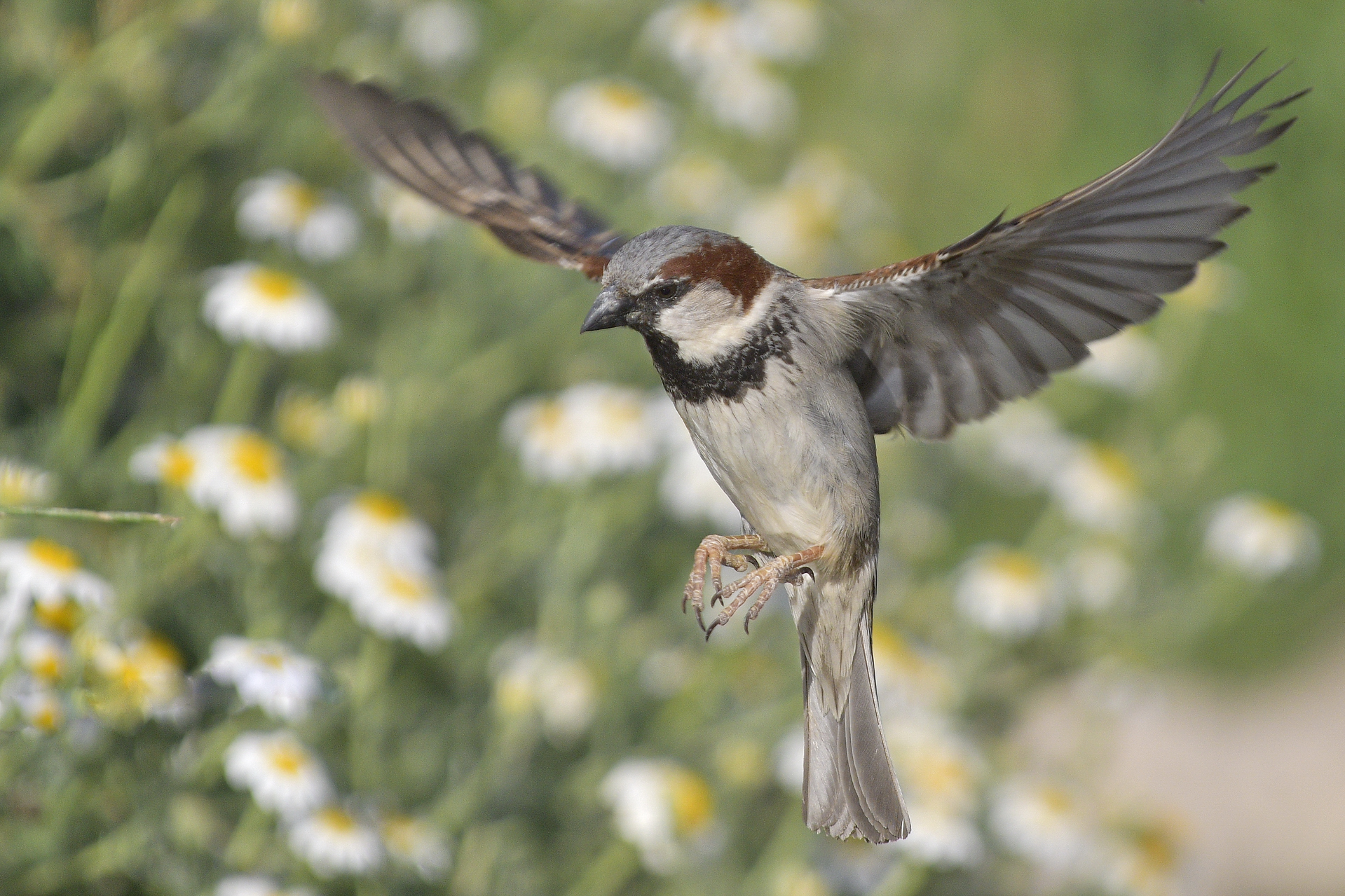 Passera oltremontana