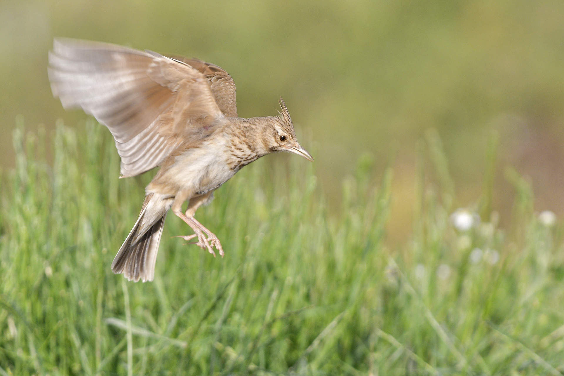 Crested lark
