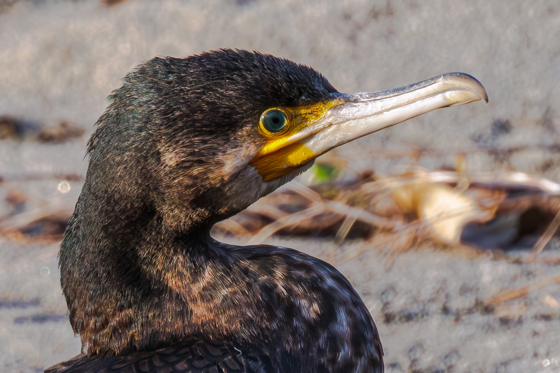 Cormorano al lago tana