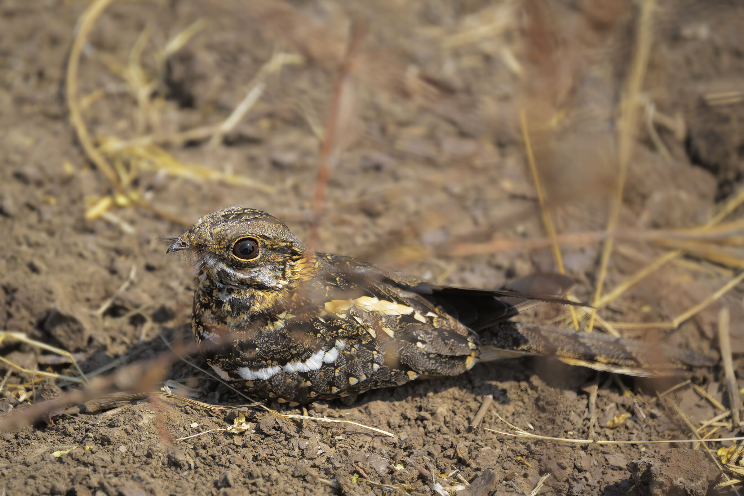 Square Tailed Nightjar