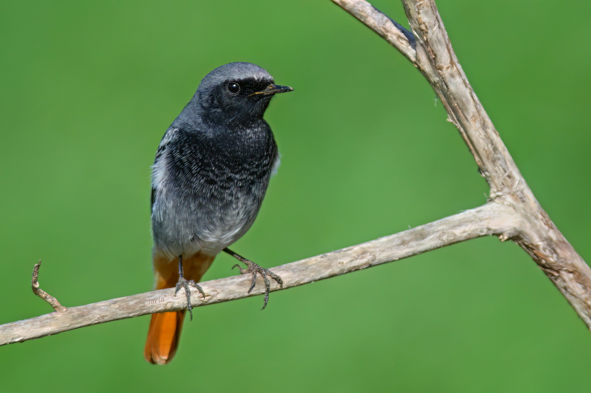 Chimney sweep redstart (Phoenicurus ochruros)