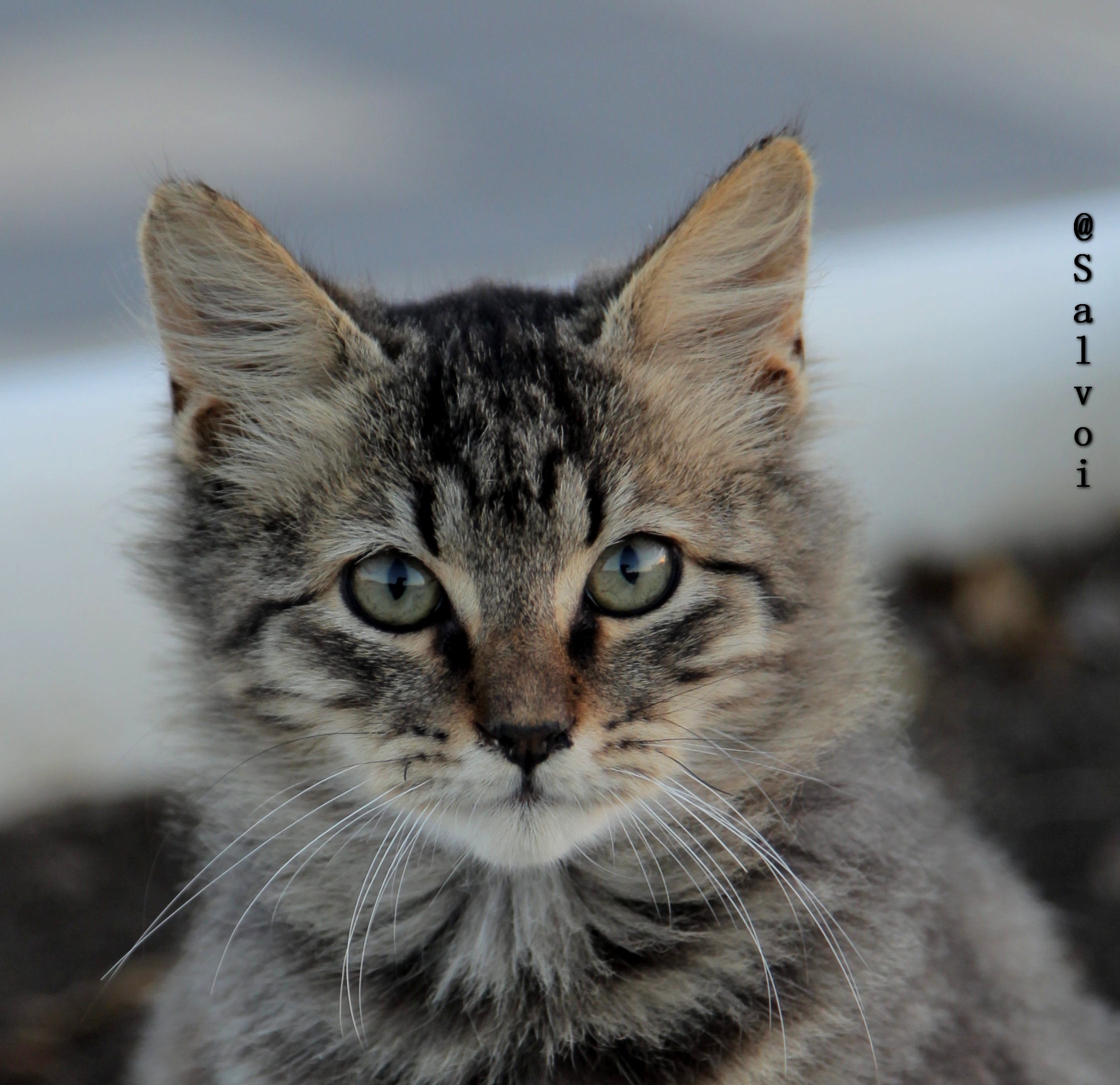 Gattino di Strada