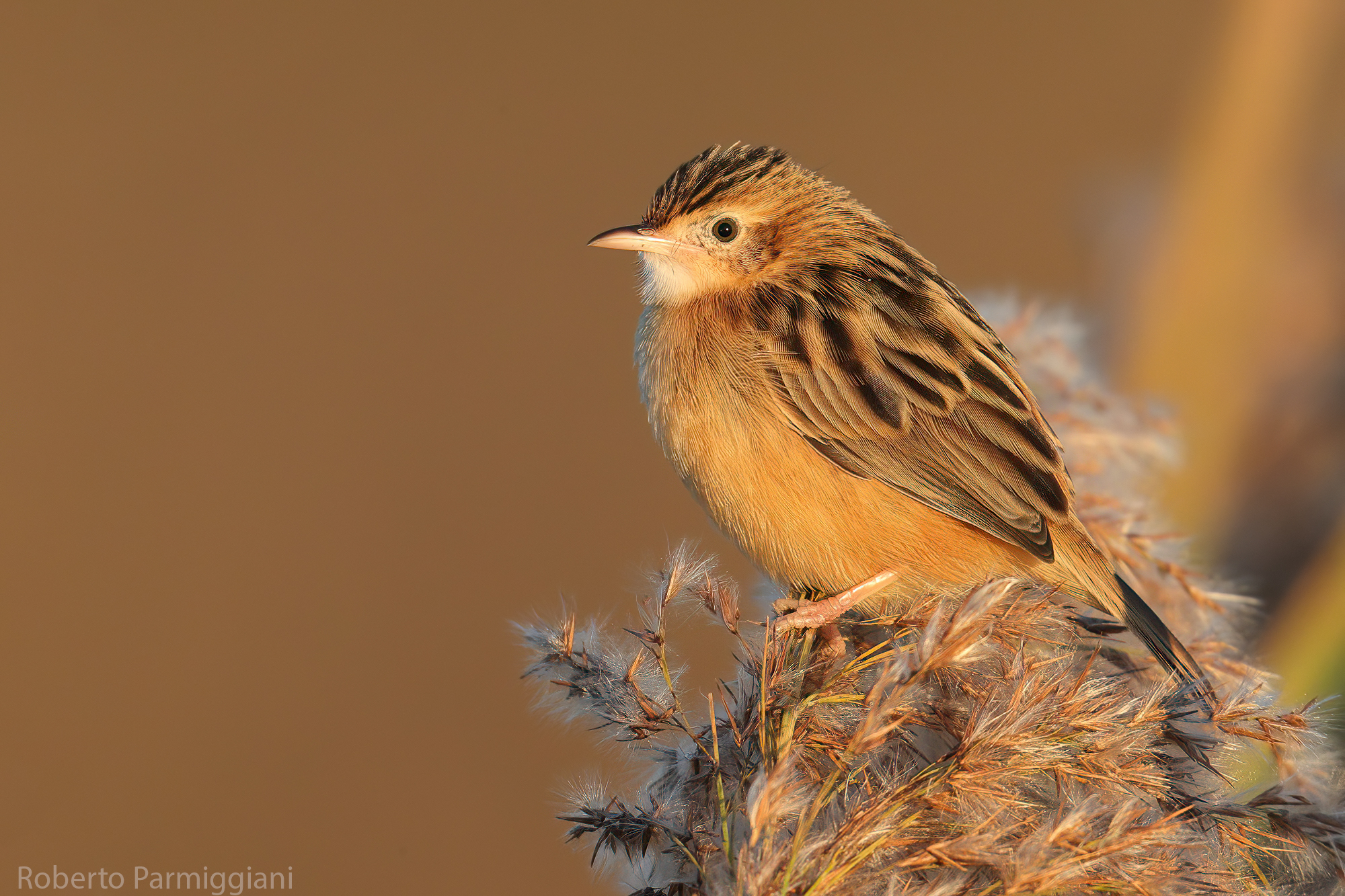 Flycatcher