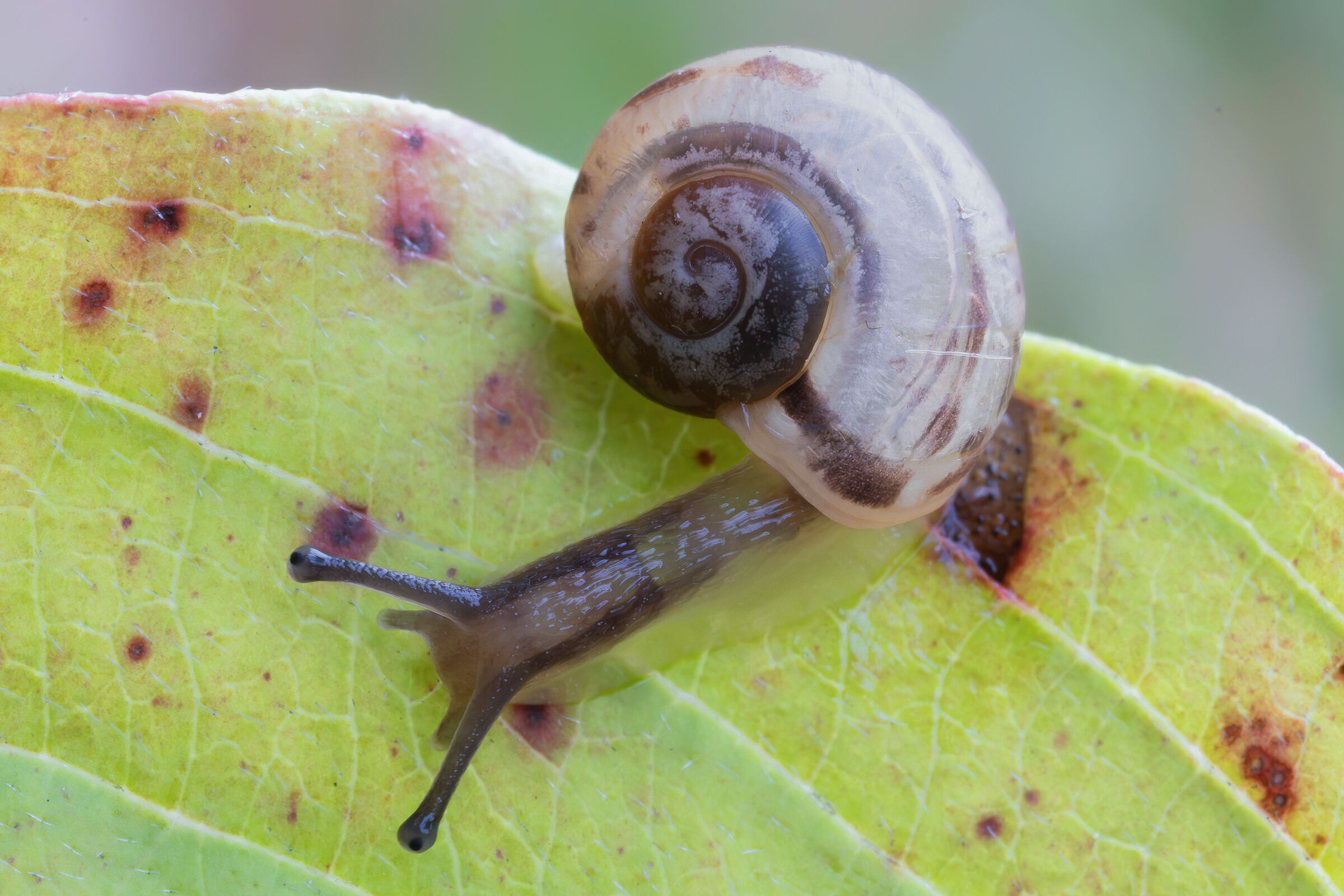 Small "arboreal" snail