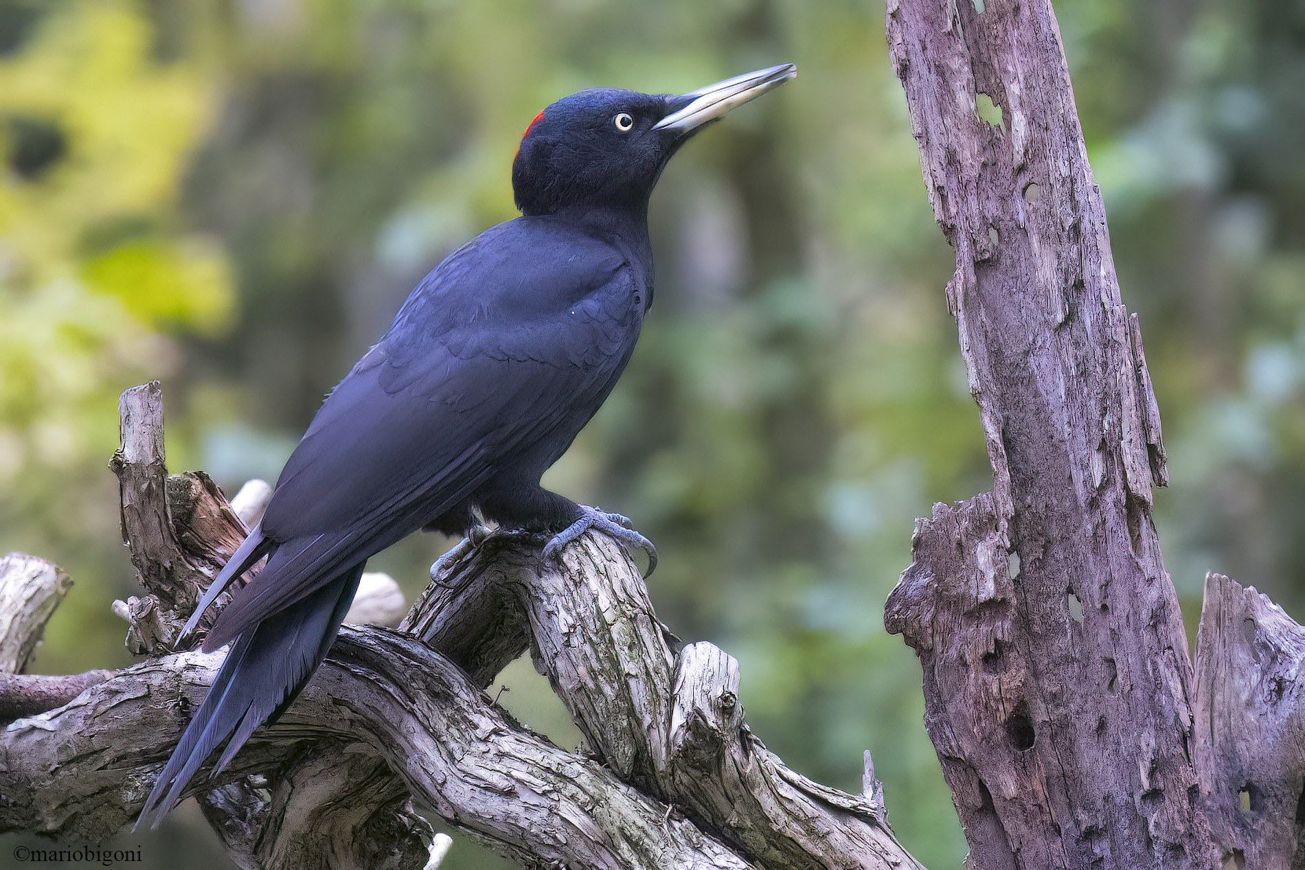 Picchio nero femmina