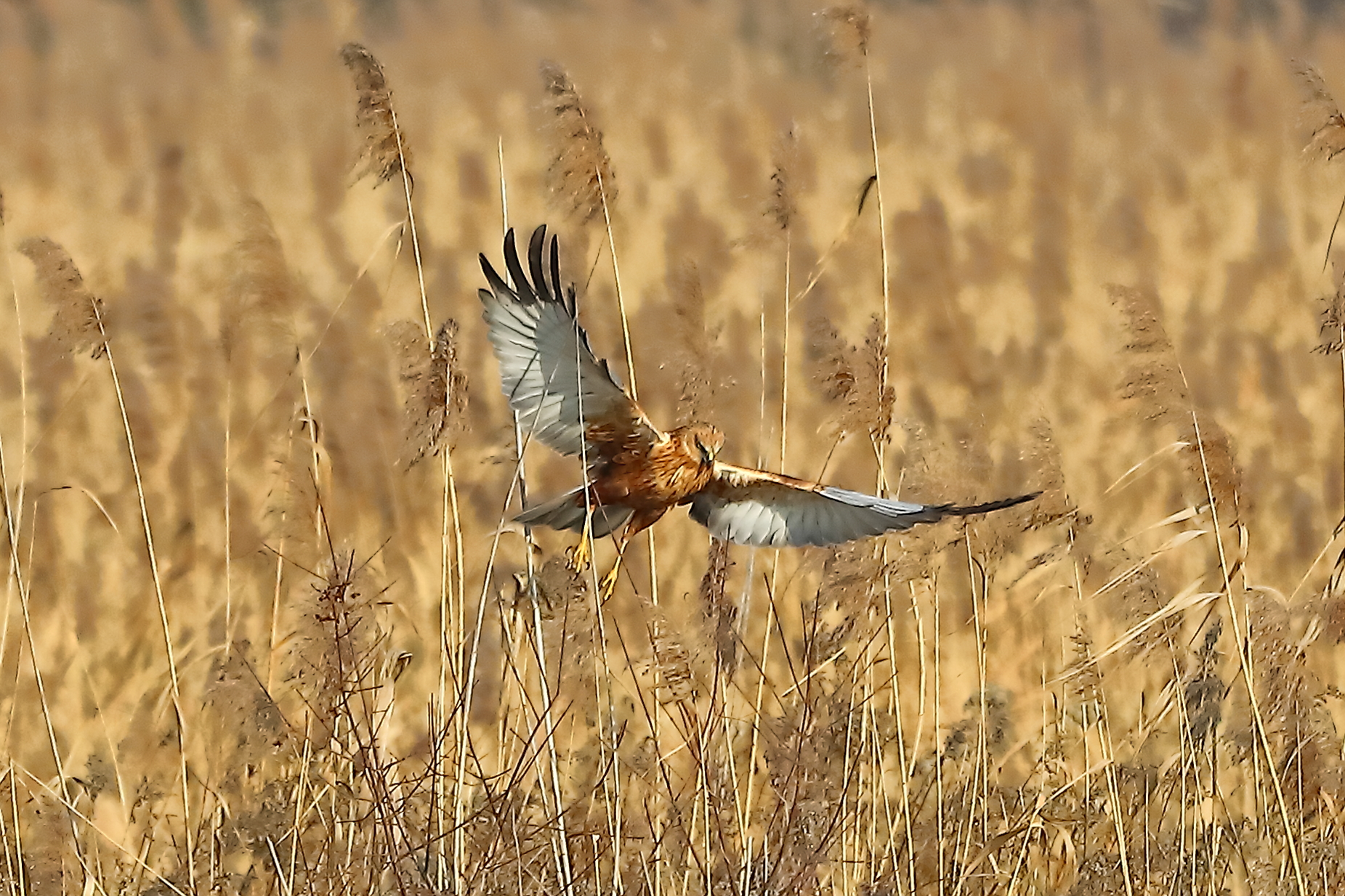 Marsh Harrier 21 January 2022 - 0111