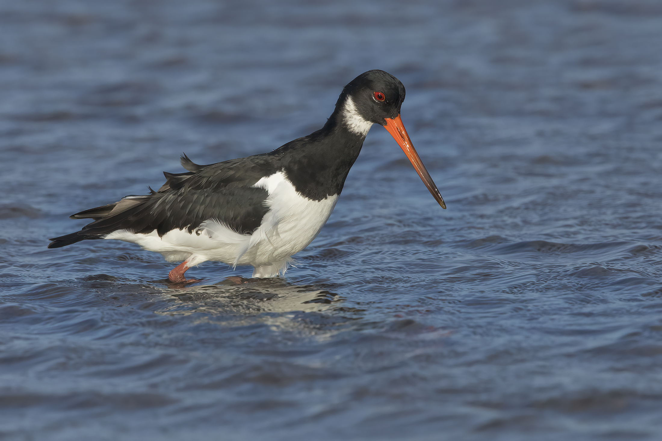 Oystercatcher