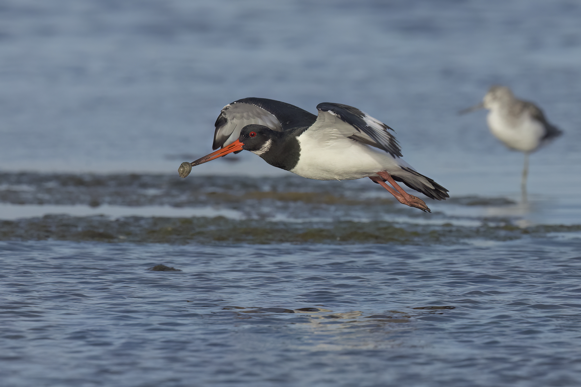 Oystercatcher