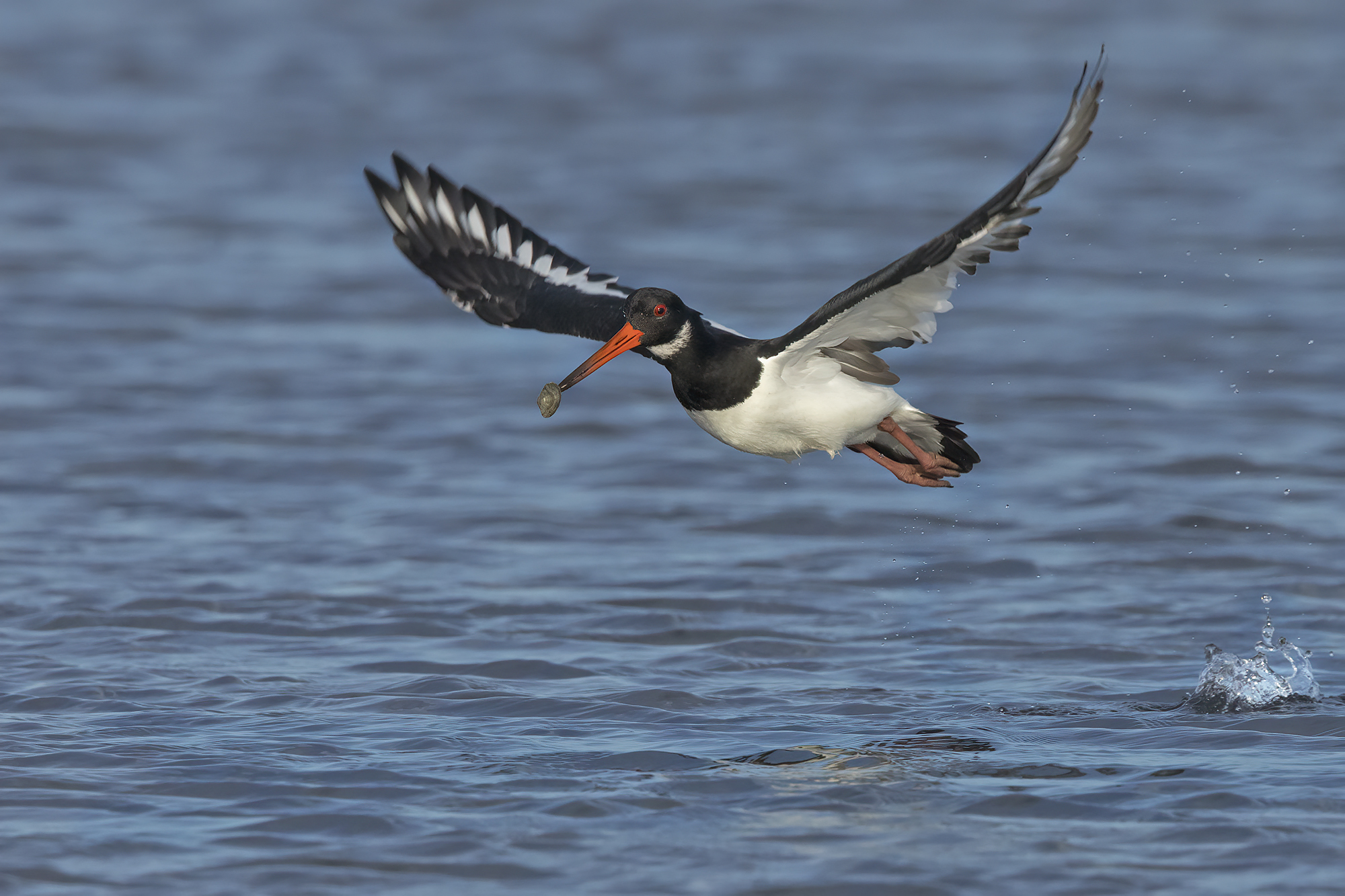 Oystercatcher