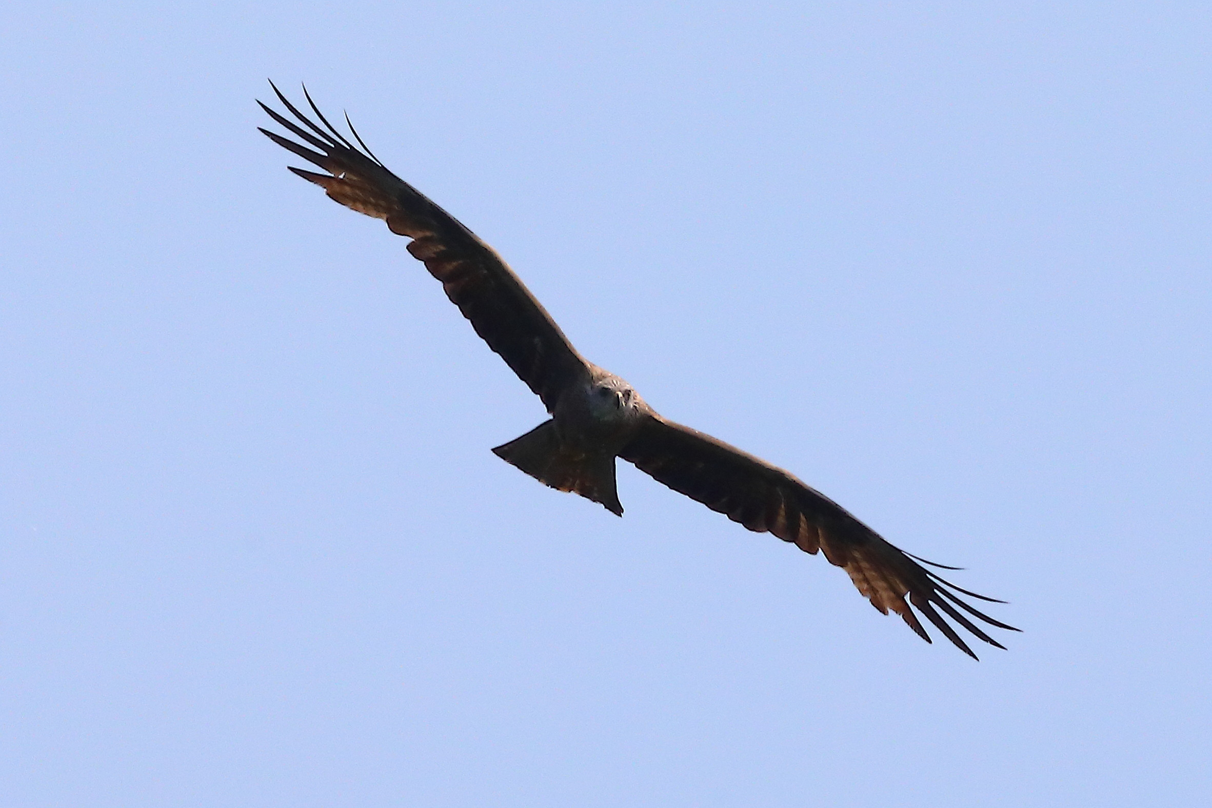 Black Kite 19-06-2023