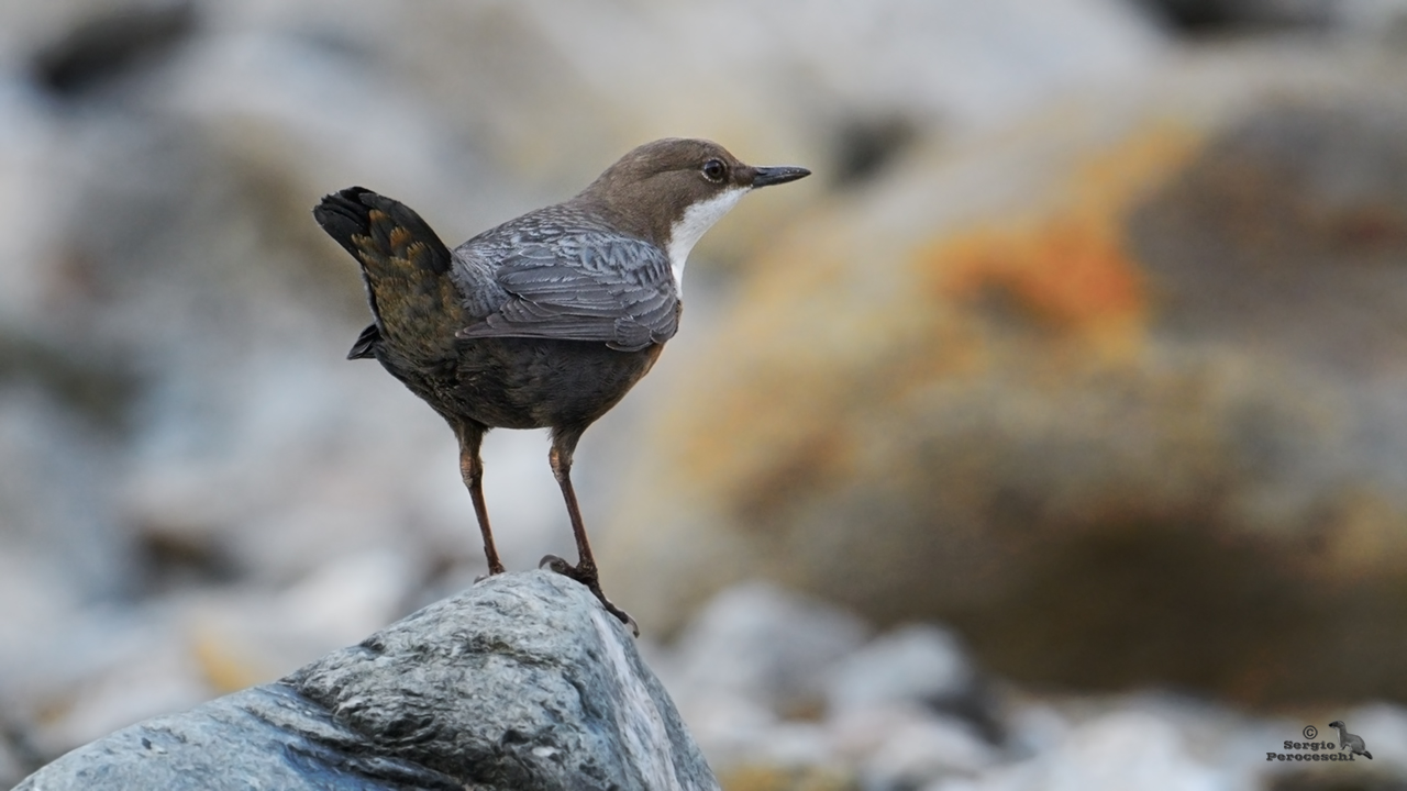 White-throated dipper