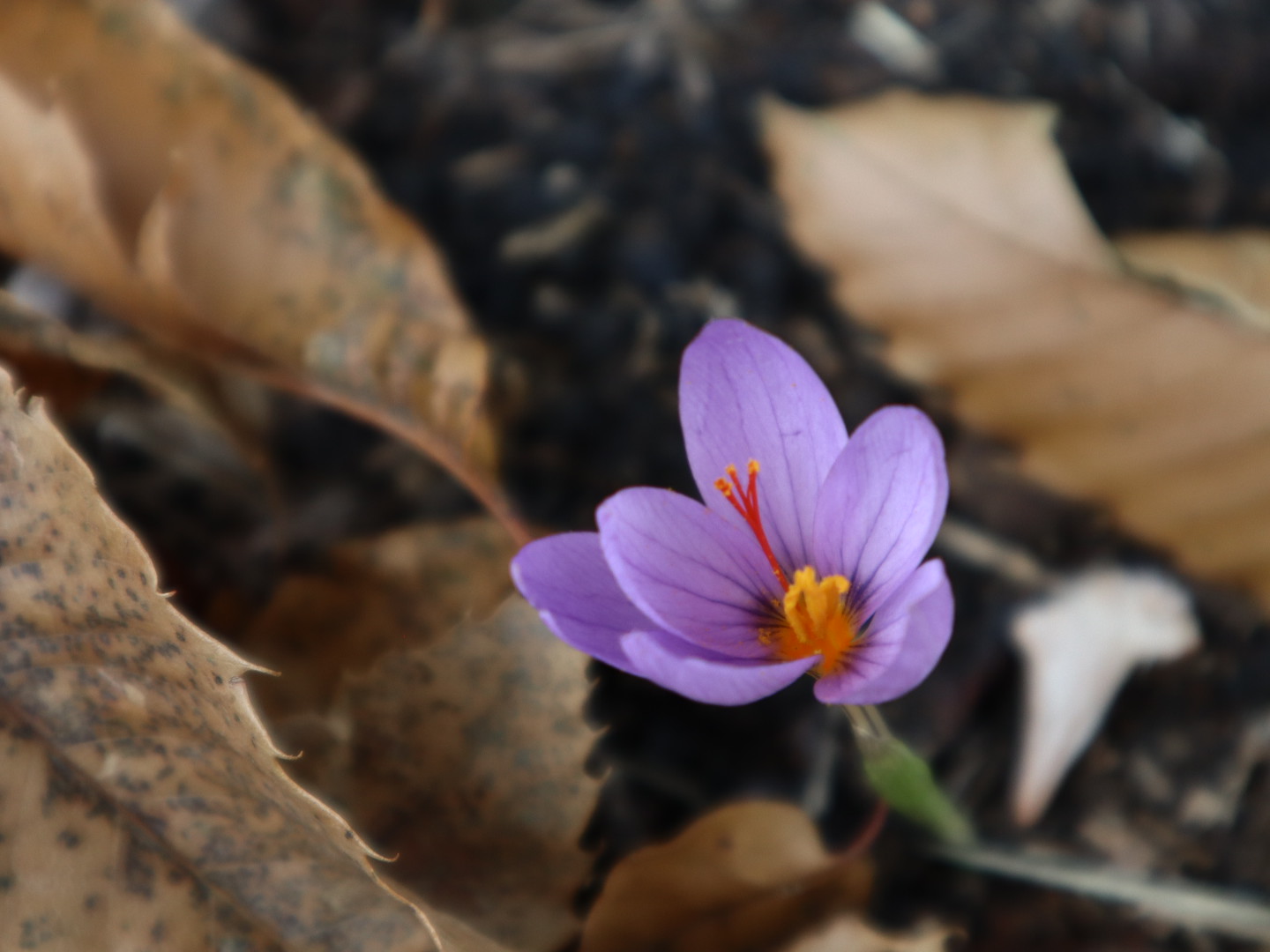 Saffron