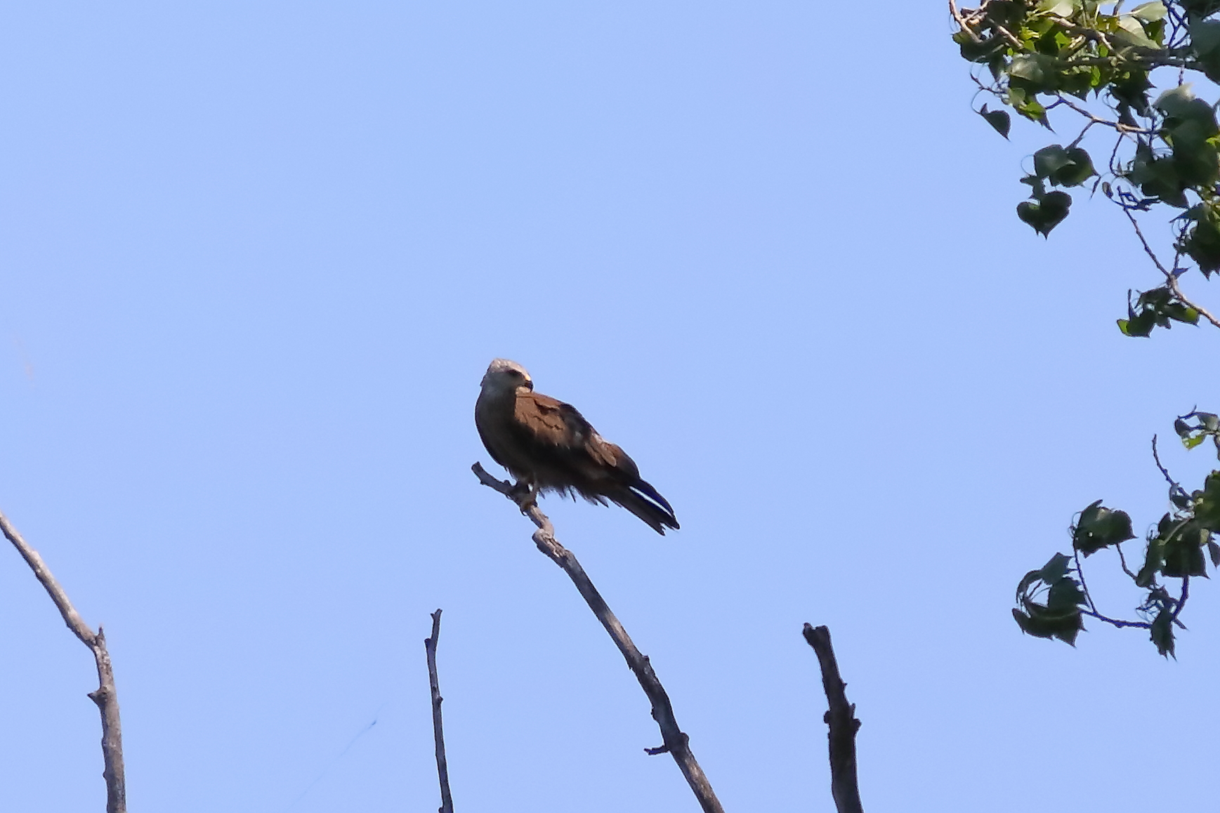 Black Kite 23-06-2023