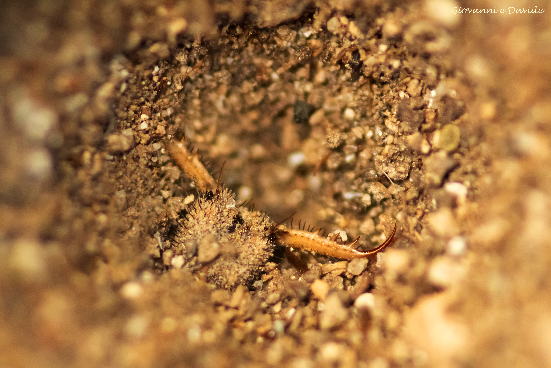 ... Lionant larva...