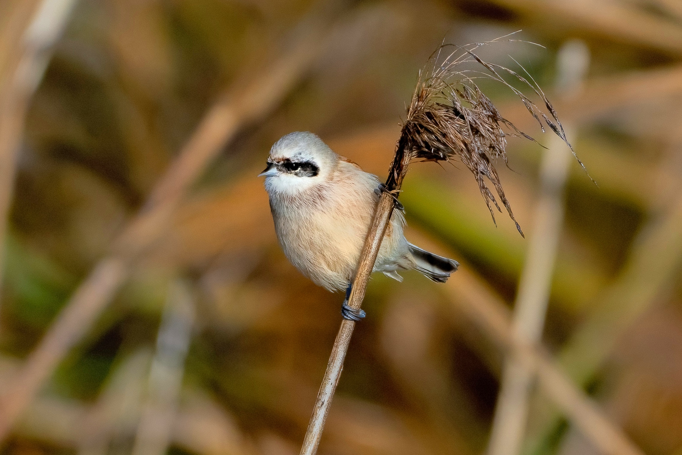 Pendolino (Remiz pendulinus)