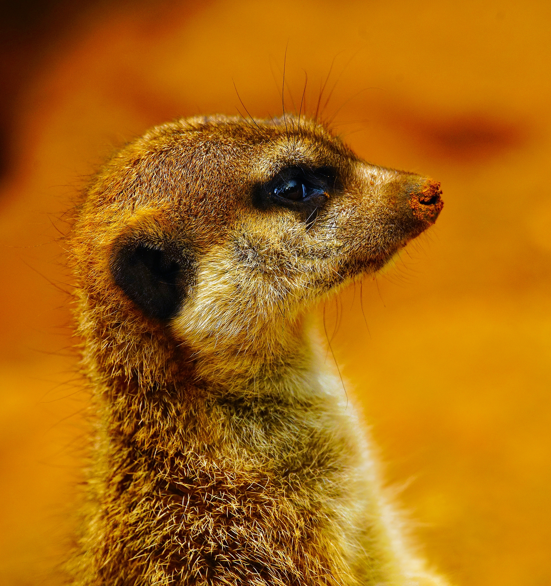 Tamron 150-500 allo zoo