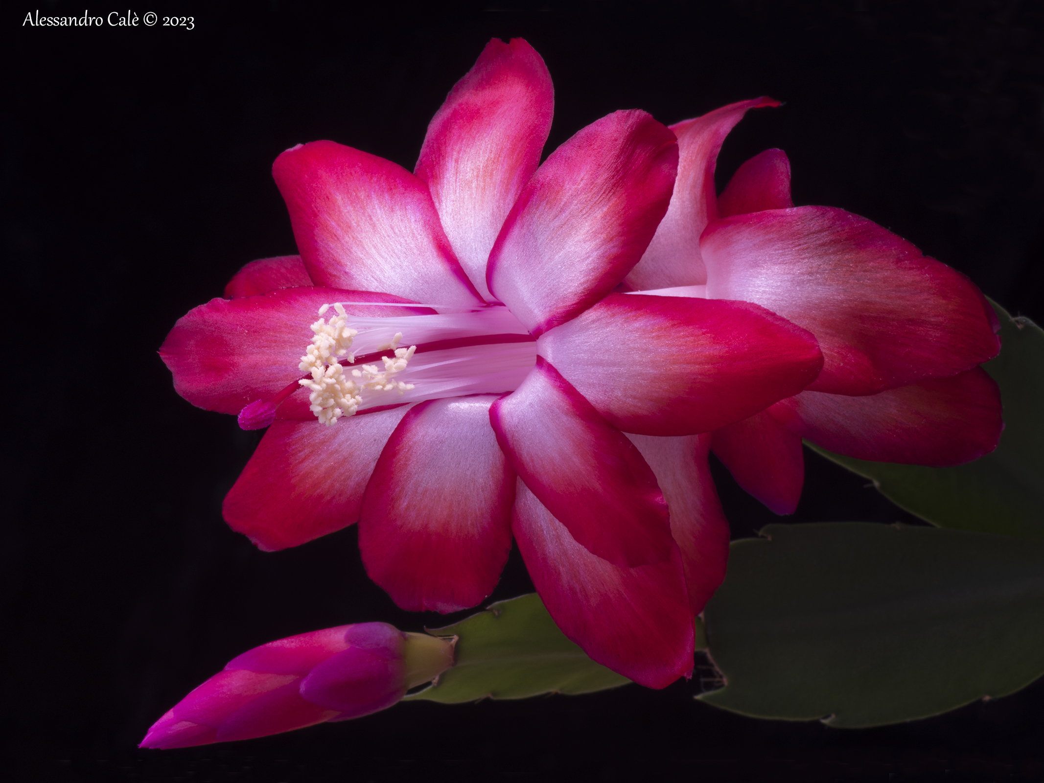 Schlumberga (Natalina) 2328