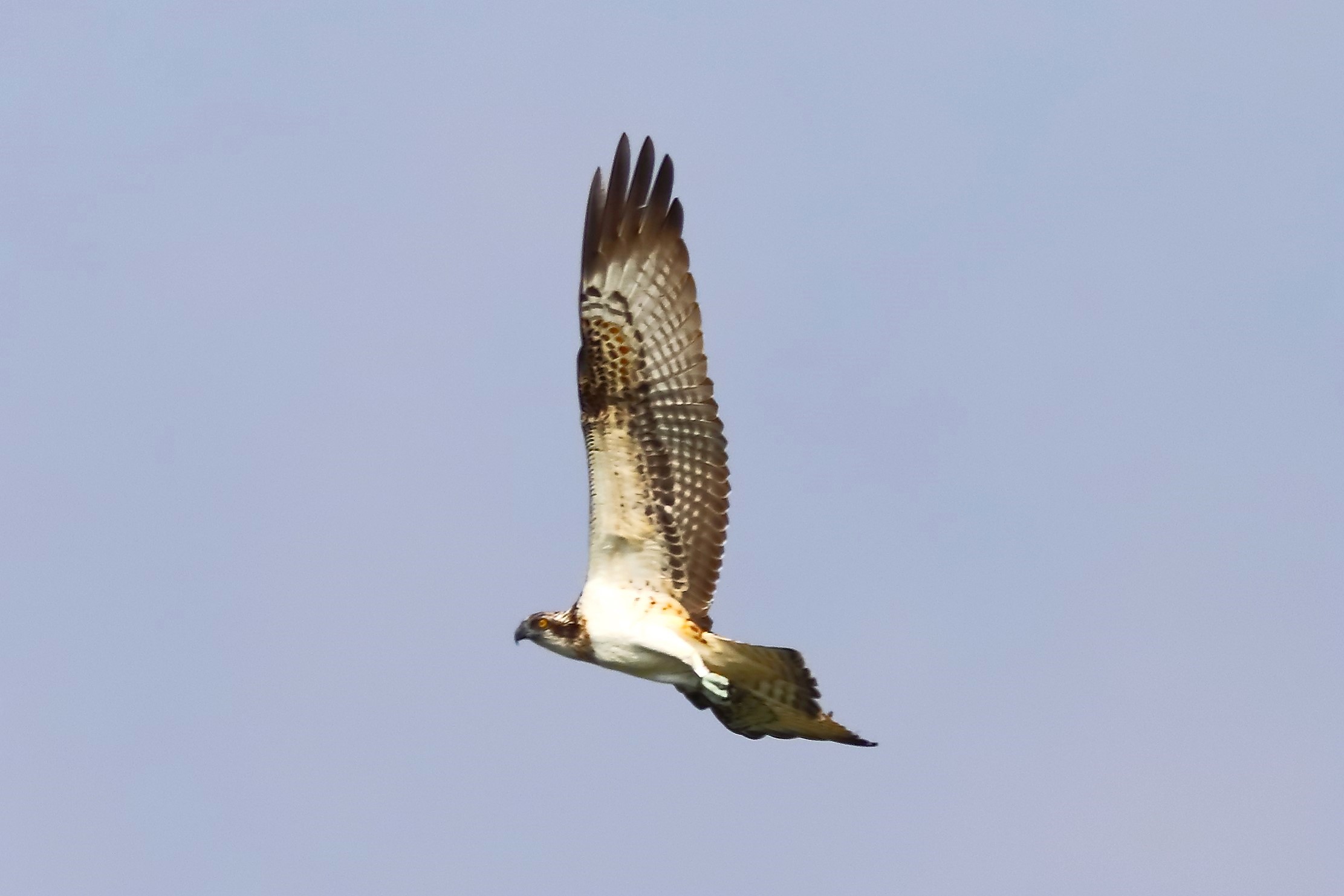 Osprey 04-09-2023