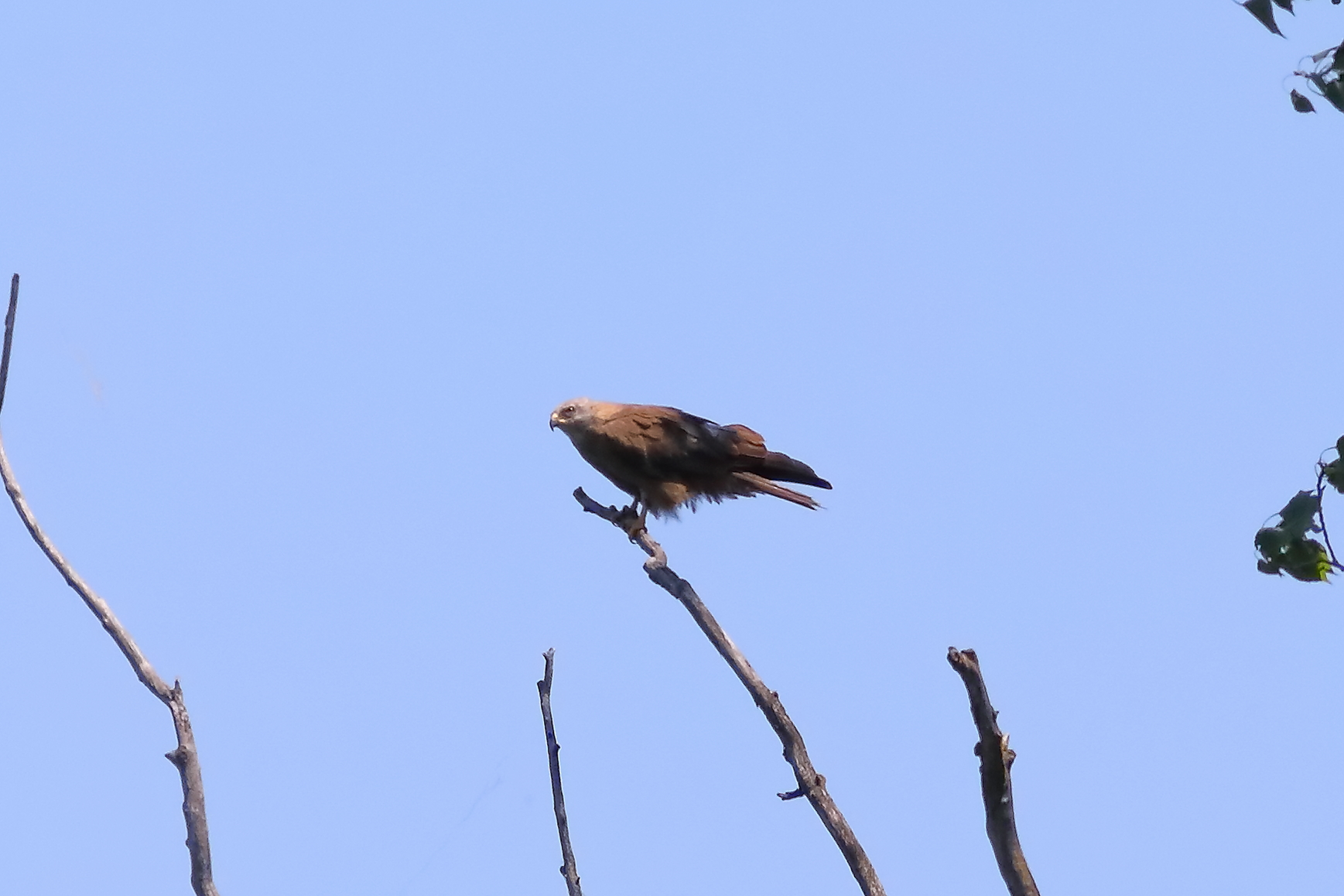 Black Kite 23-06-2023