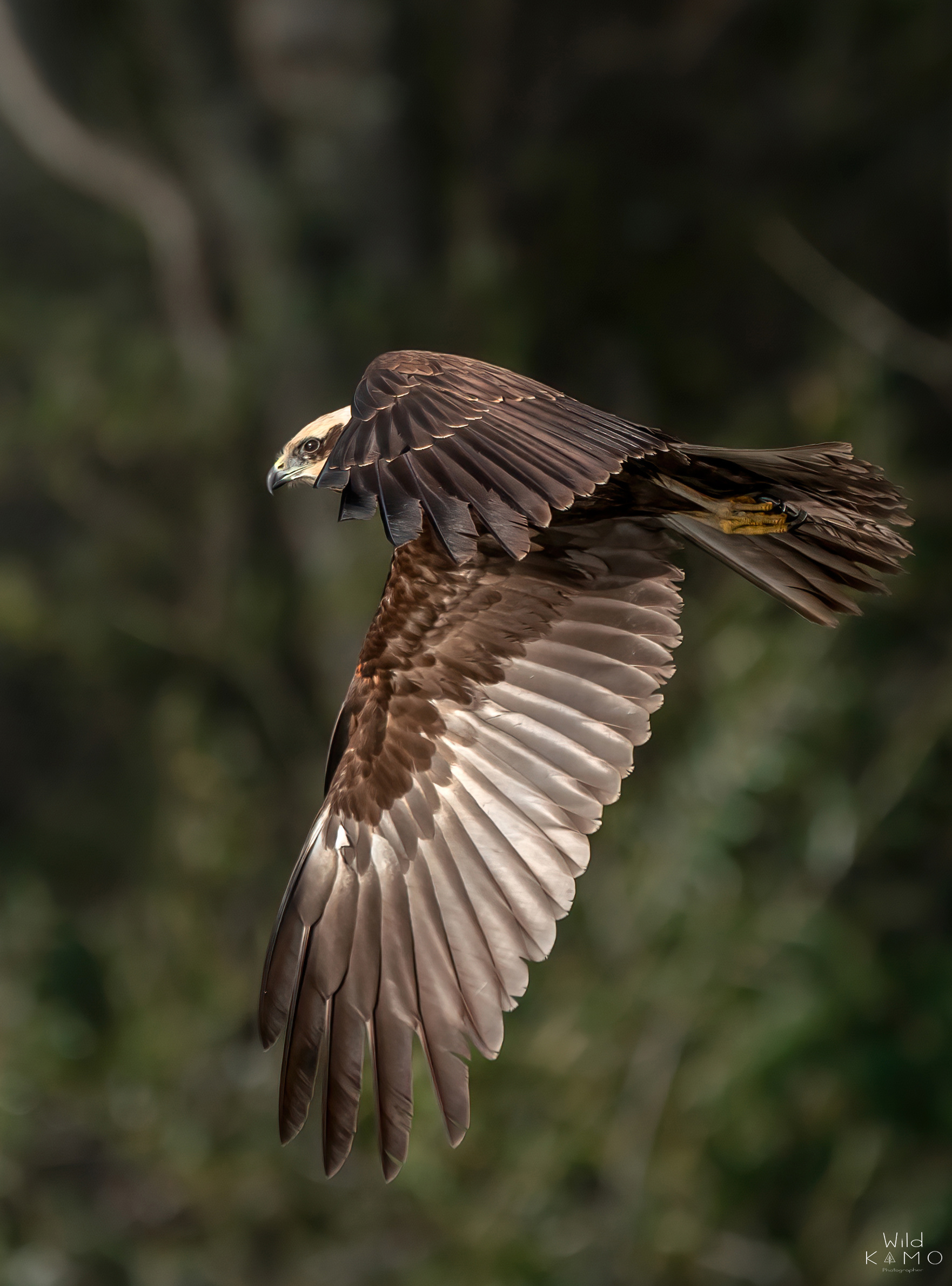 Falco di Palude Femmina