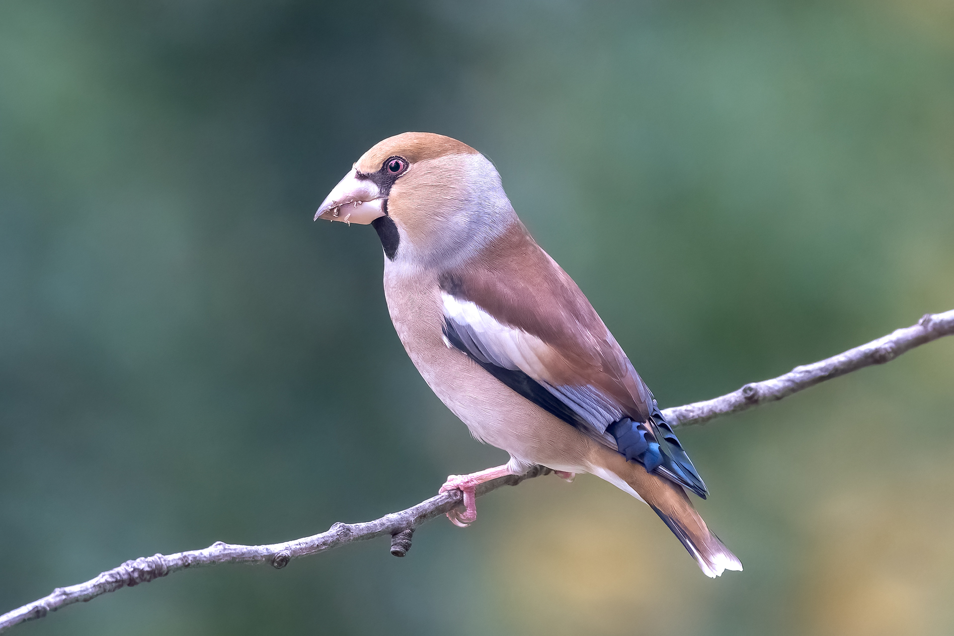 Hawfinch