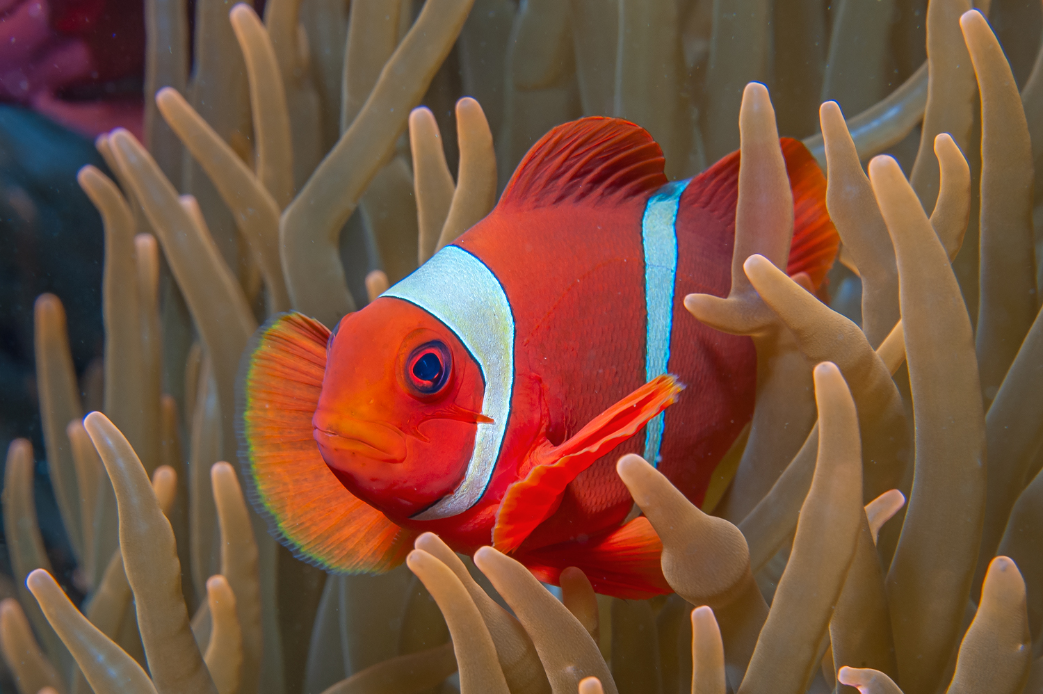 Premnas biaculeatus maschio