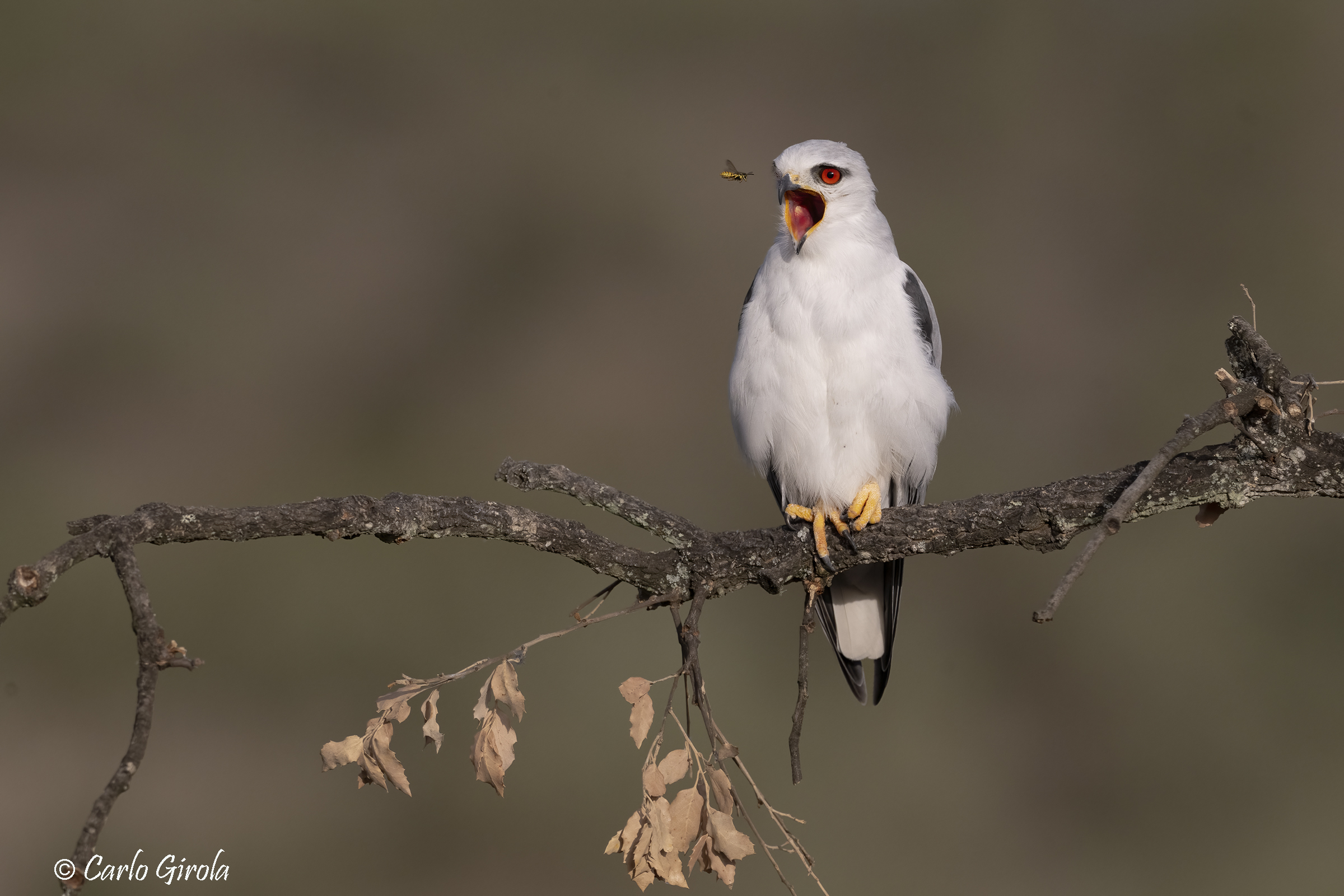 Black Kite (Elanus caeruleus) and wasp