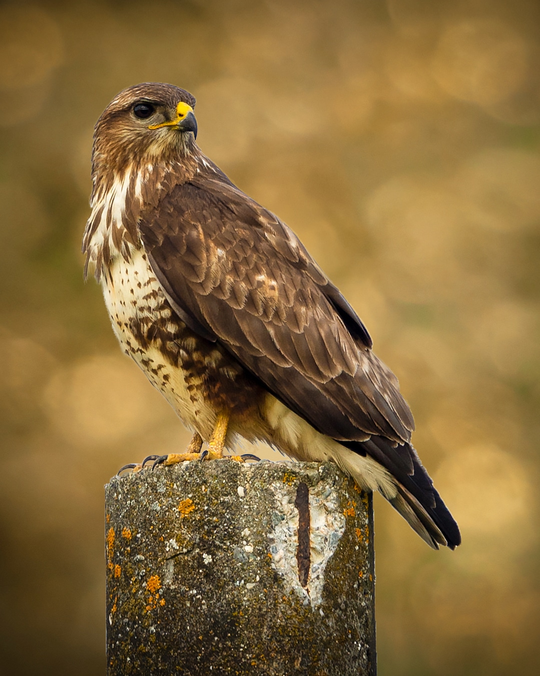 Buteo buteo