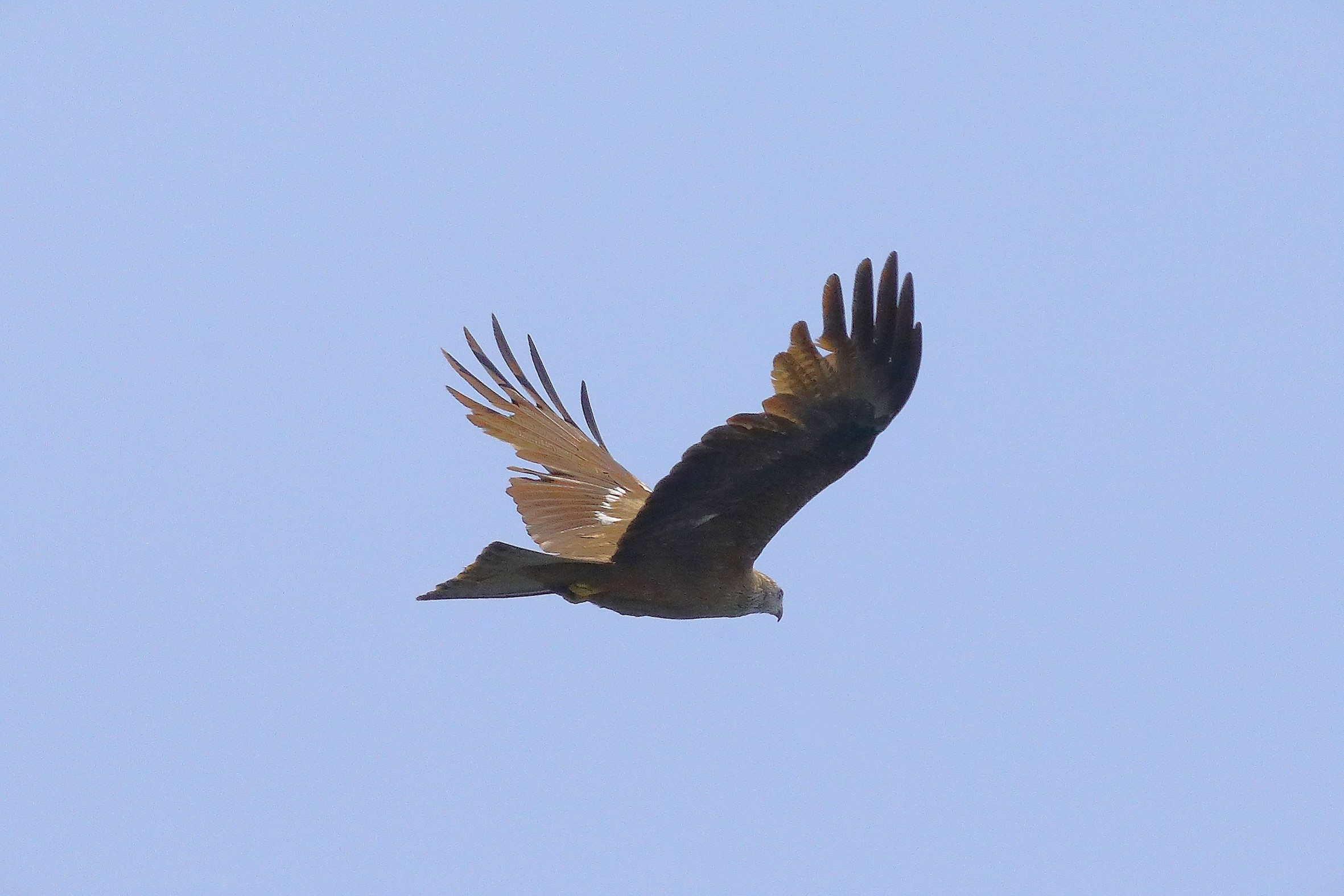 Black Kite 19-06-2023